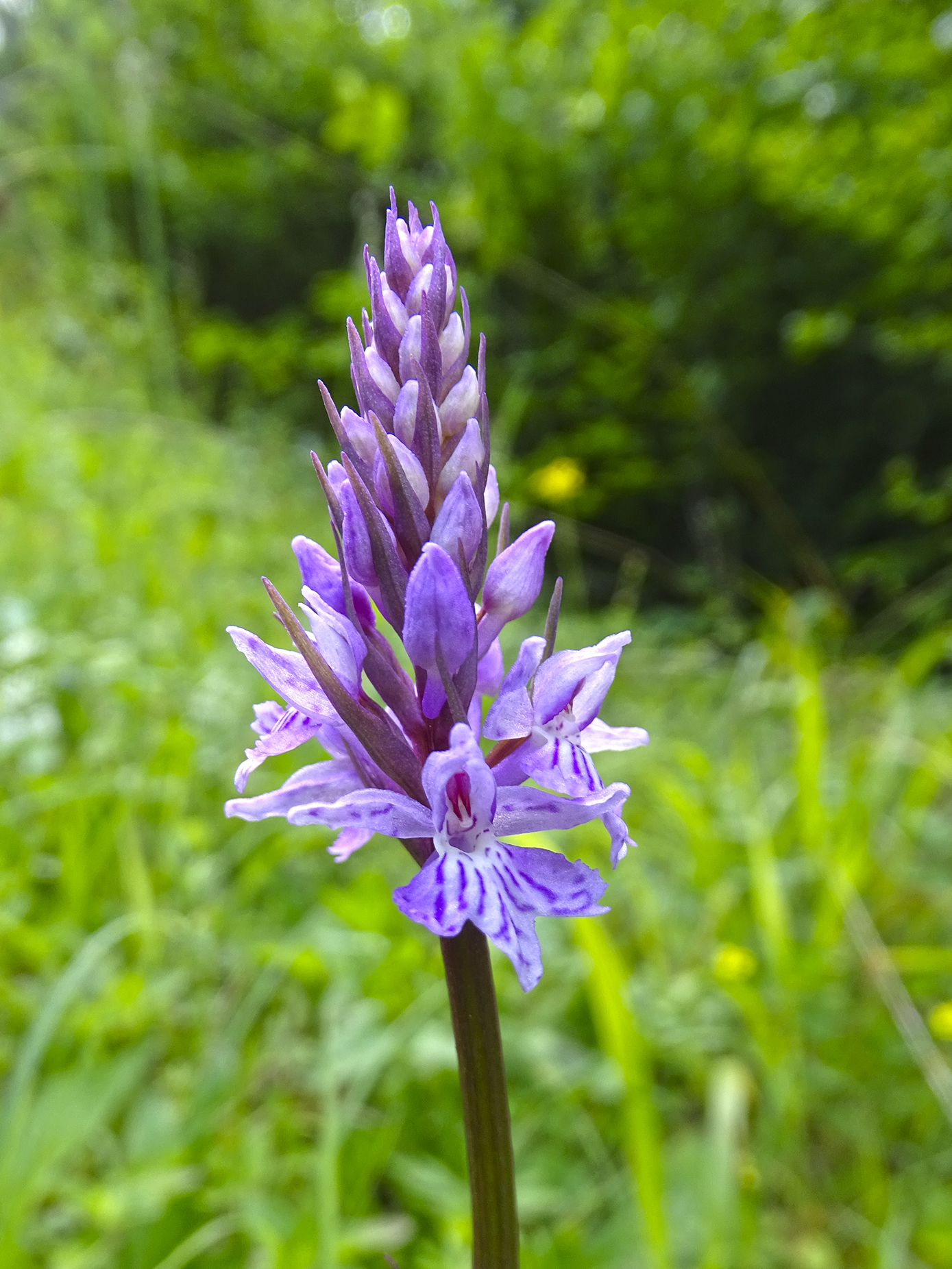 dactylorhiza fuchsii_pfaffenkogel.jpg