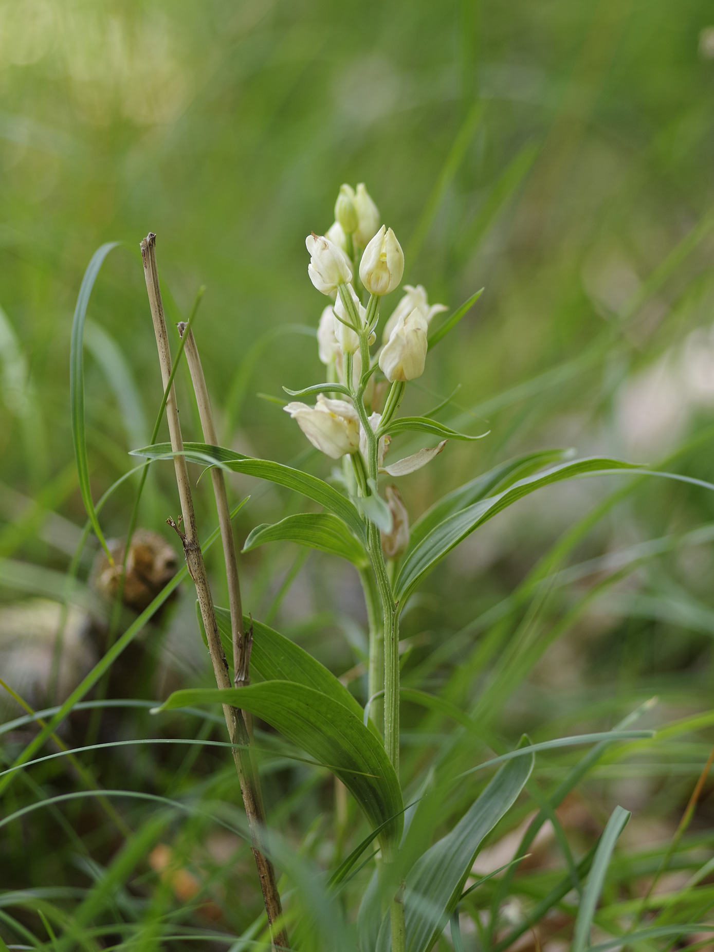 cephalanthera damasonium_pfaffenkogel1.jpg