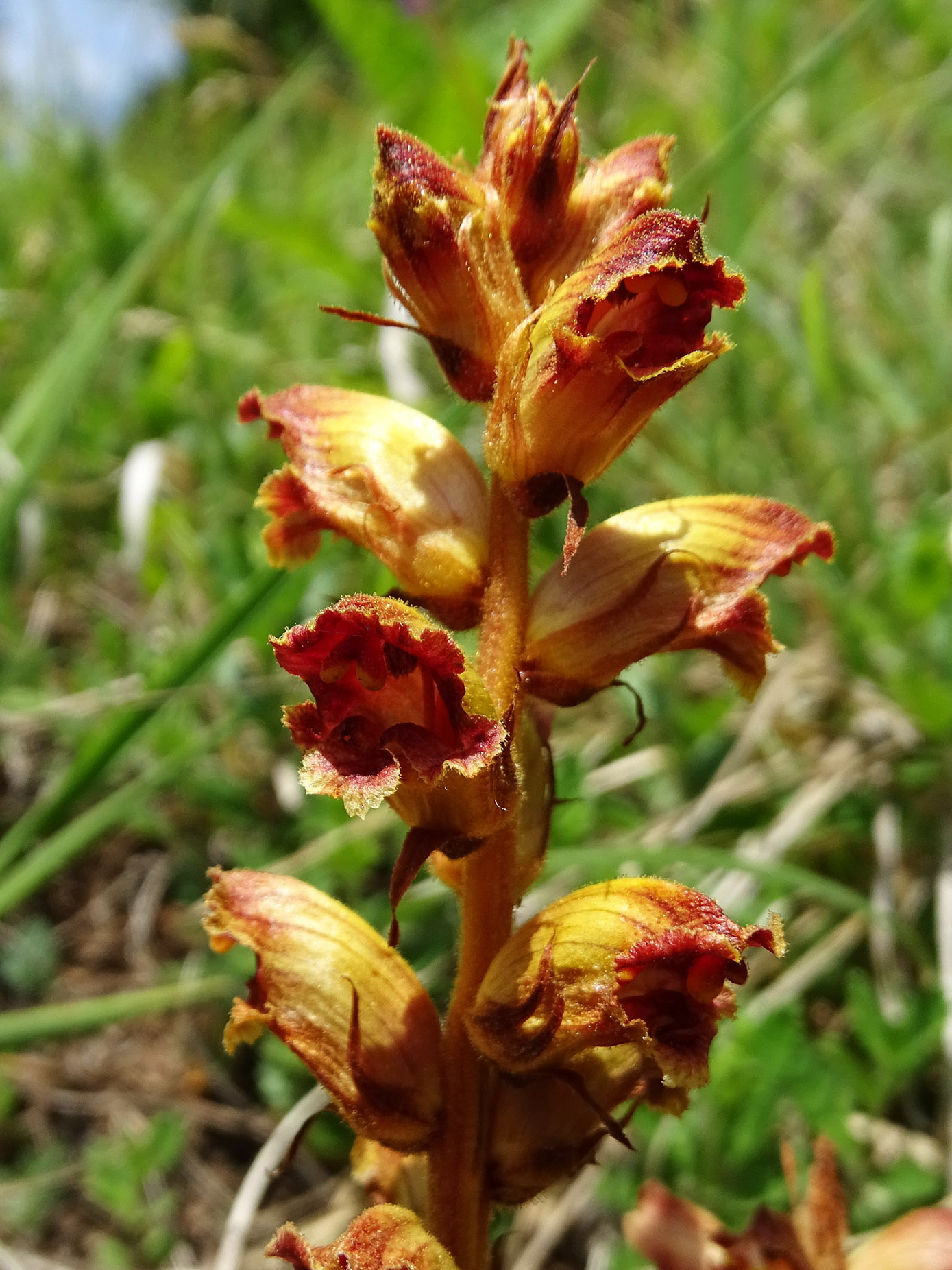 orobanche gracilis_pfaffenkogel1.jpg