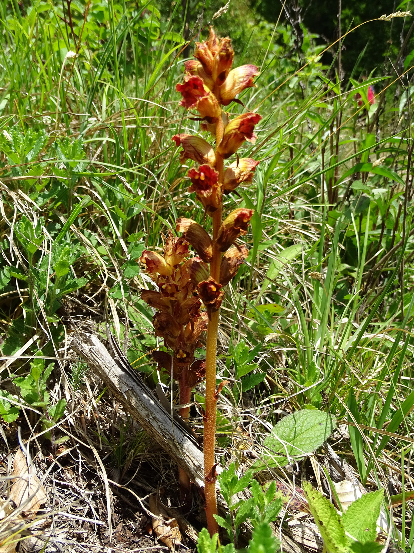 orobanche gracilis_pfaffenkogel.jpg