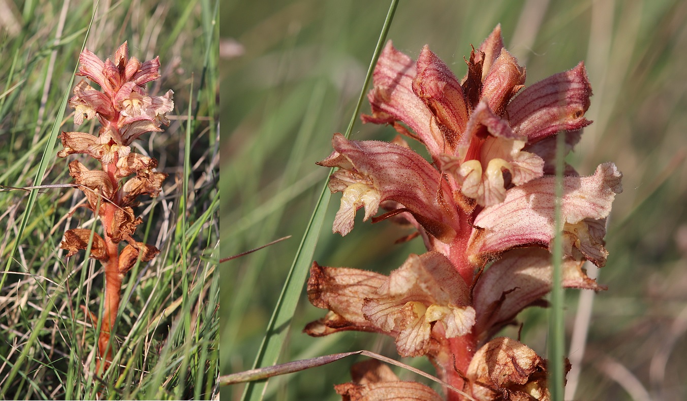 orobanche_1.jpg