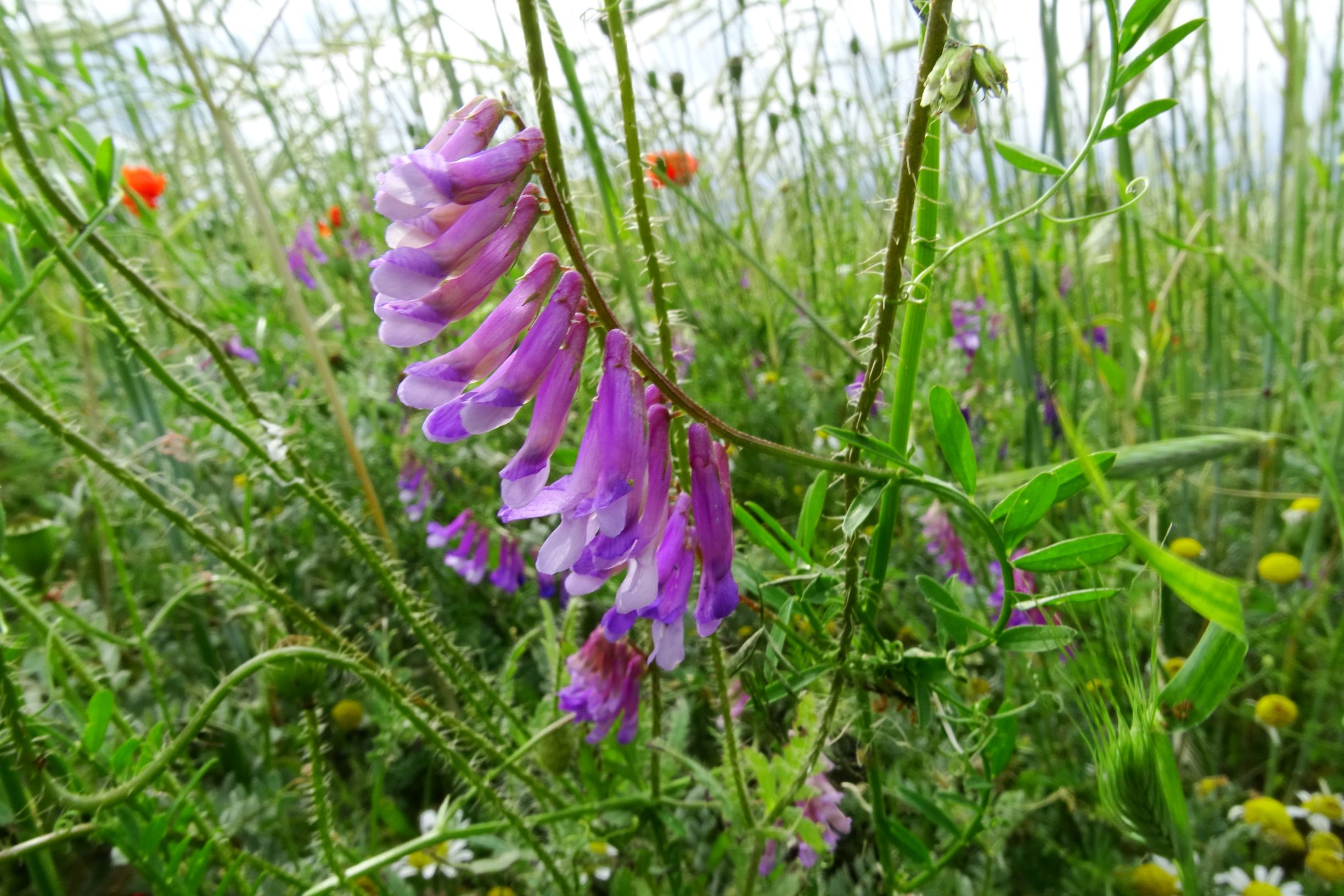 DSC01932 bb segetal vicia glabrescens.JPG