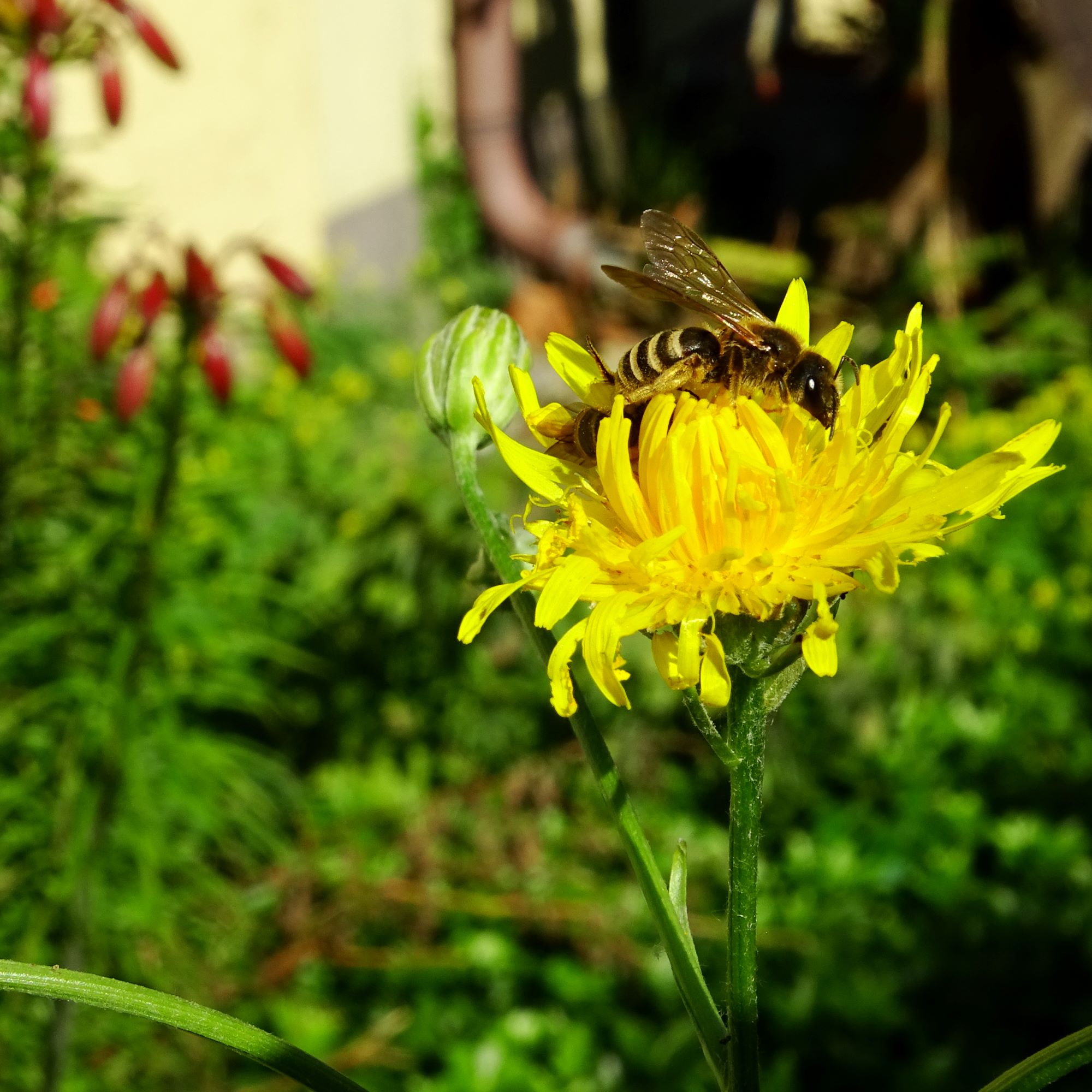 DSC01290 bb crepis biennis.JPG