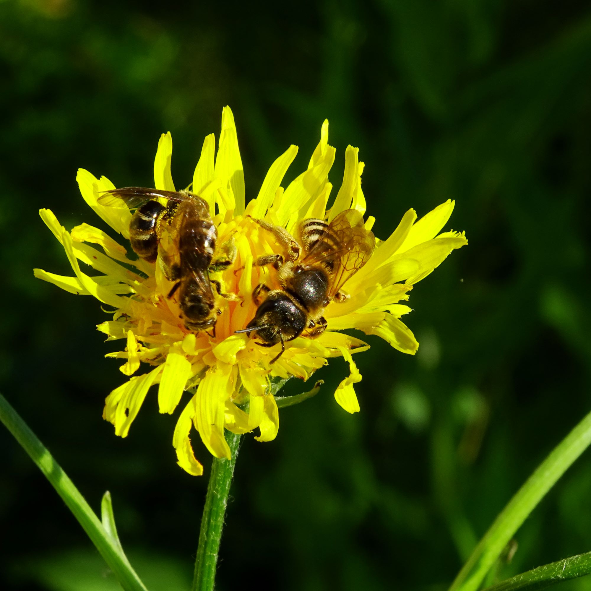 DSC01294 bb crepis biennis.JPG