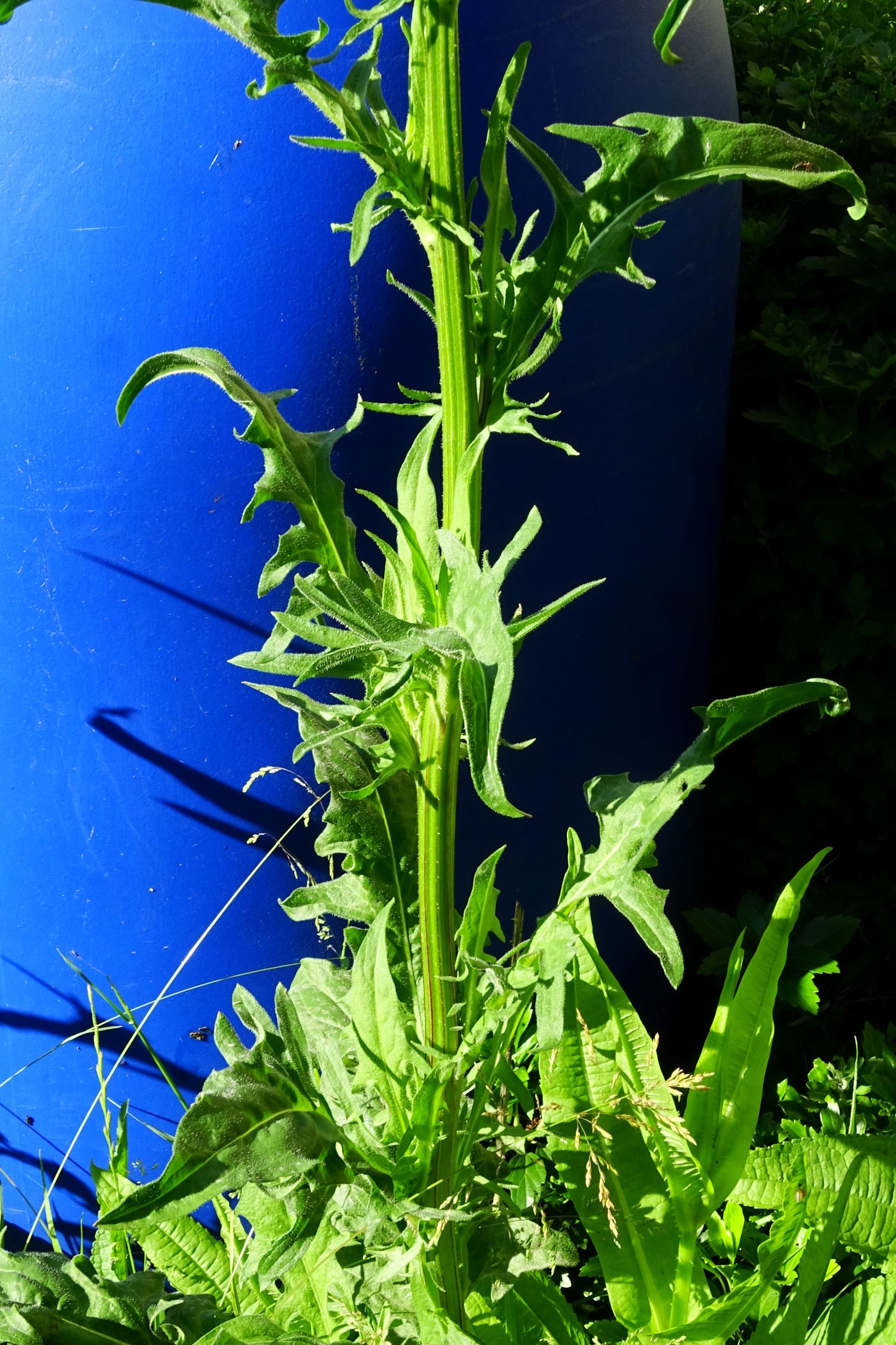 DSC01305 bb crepis biennis.JPG