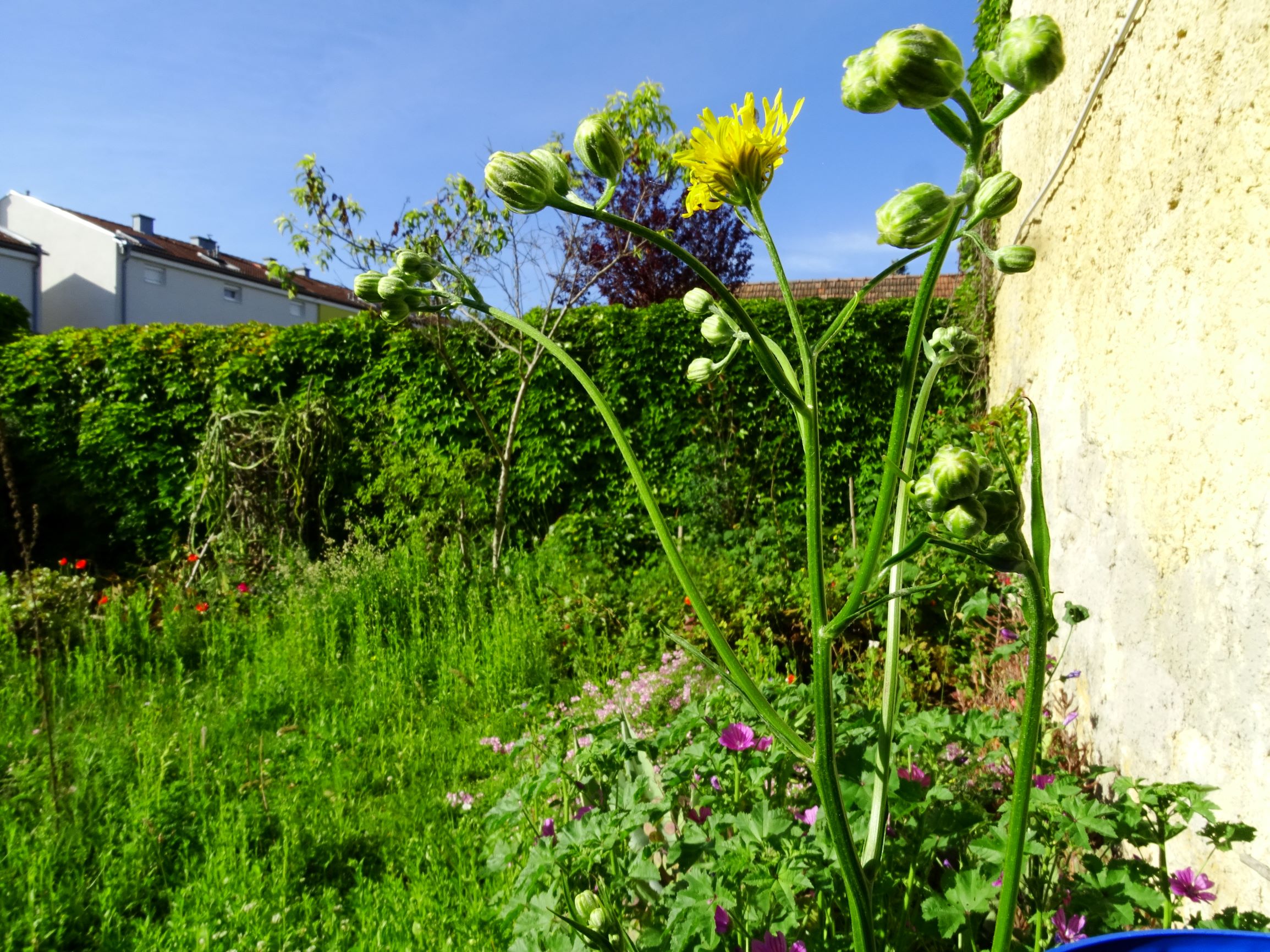 DSC01312 bb crepis biennis.JPG