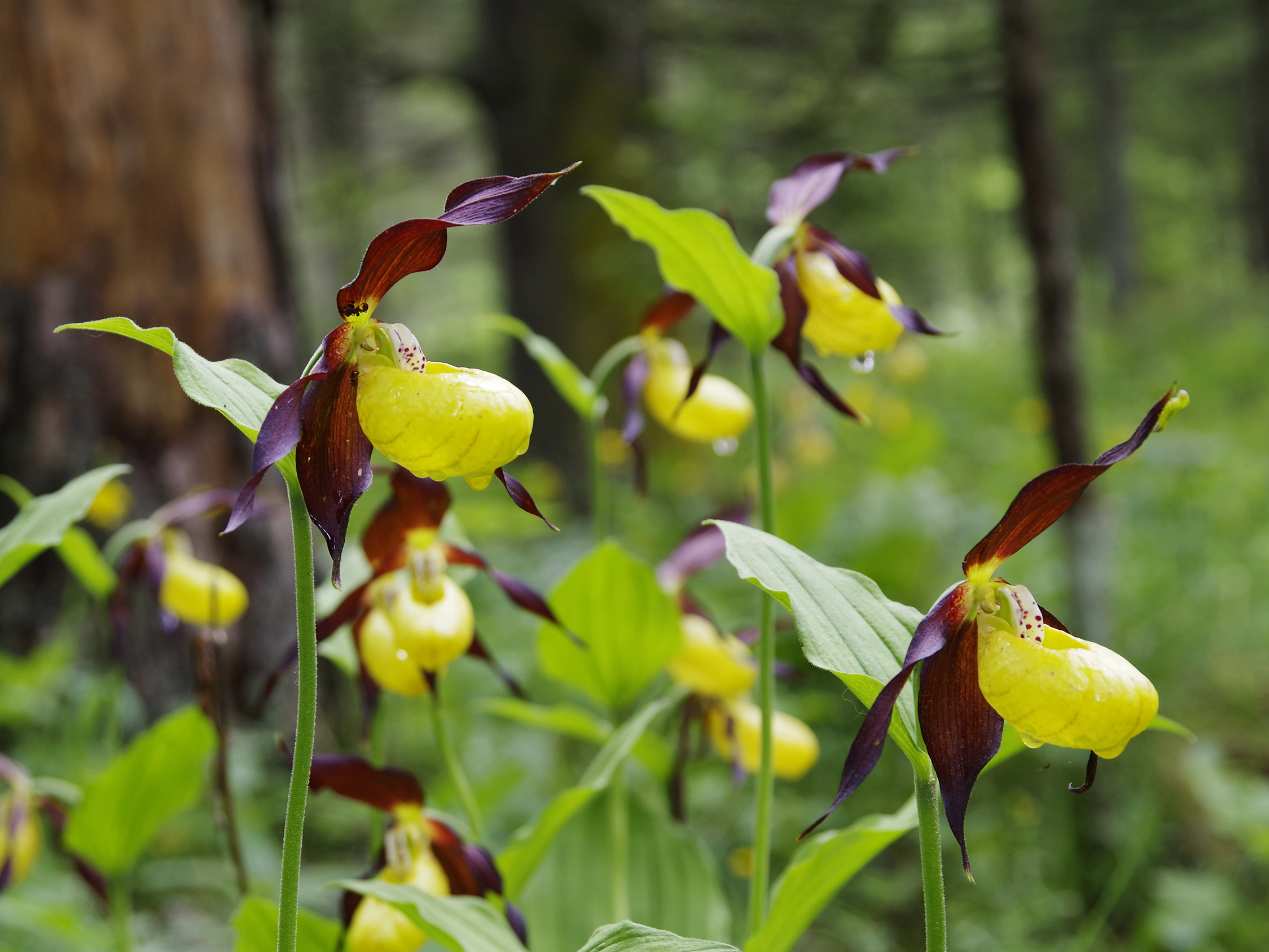 Cypripedium calceolus2.jpg