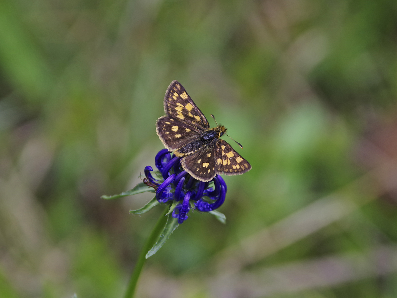 Carterocephalus palaemon.jpg