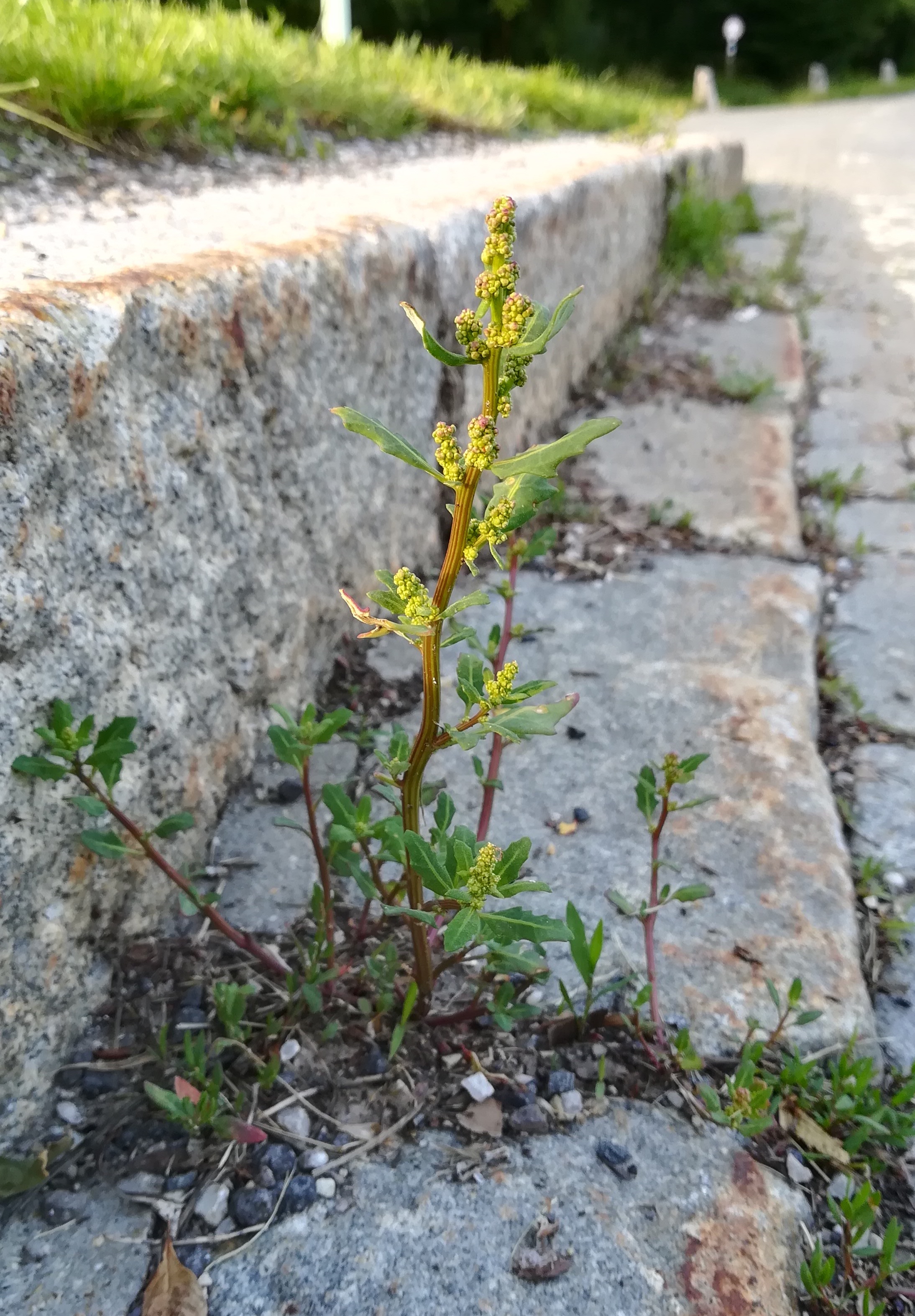 chenopodium glaucum elisabethwiese kahlenberg_20200611_183459.jpg