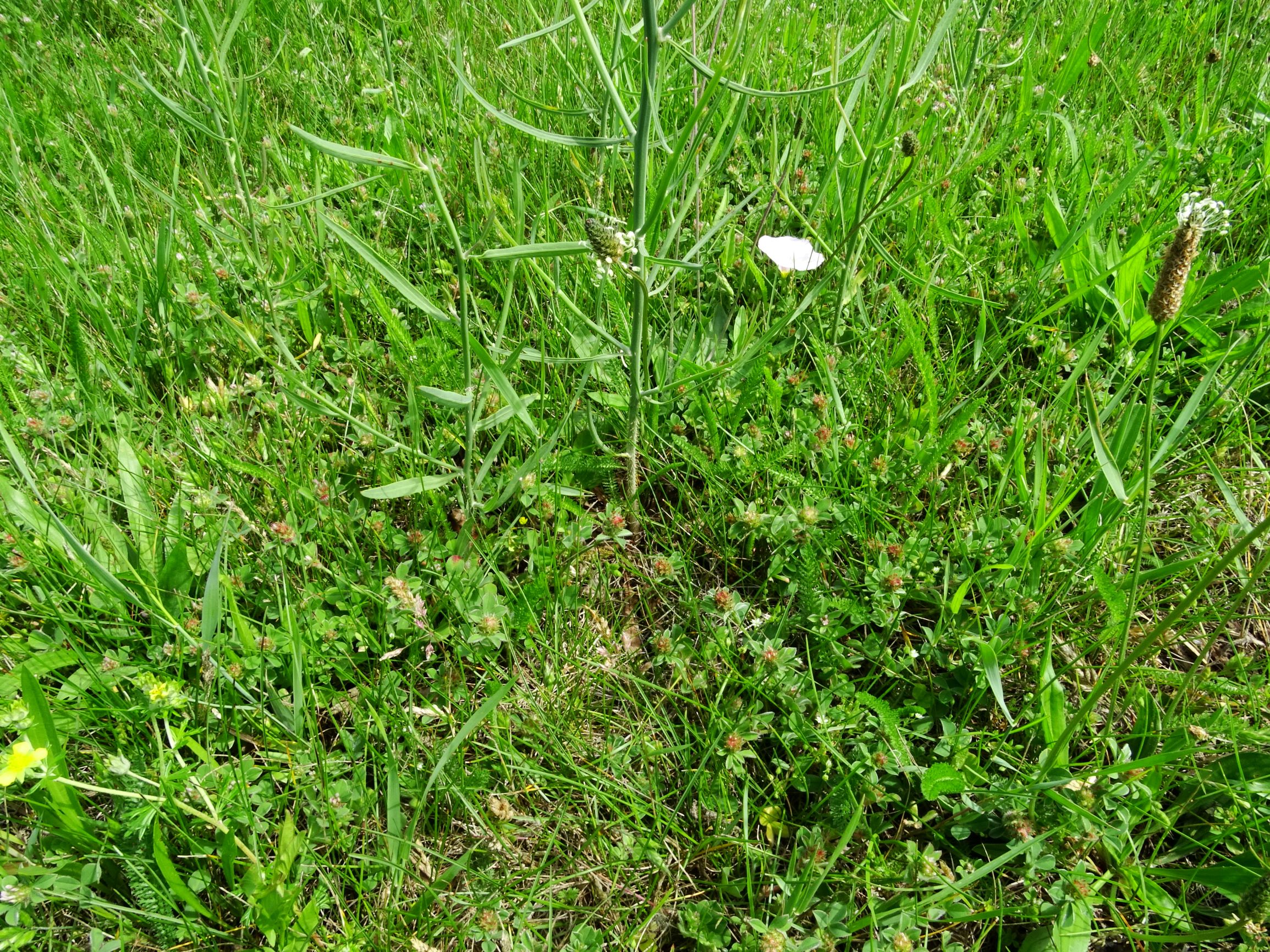 DSC02646 prell trifolium striatum, chondrilla juncea, plantago lanceolata etc.JPG