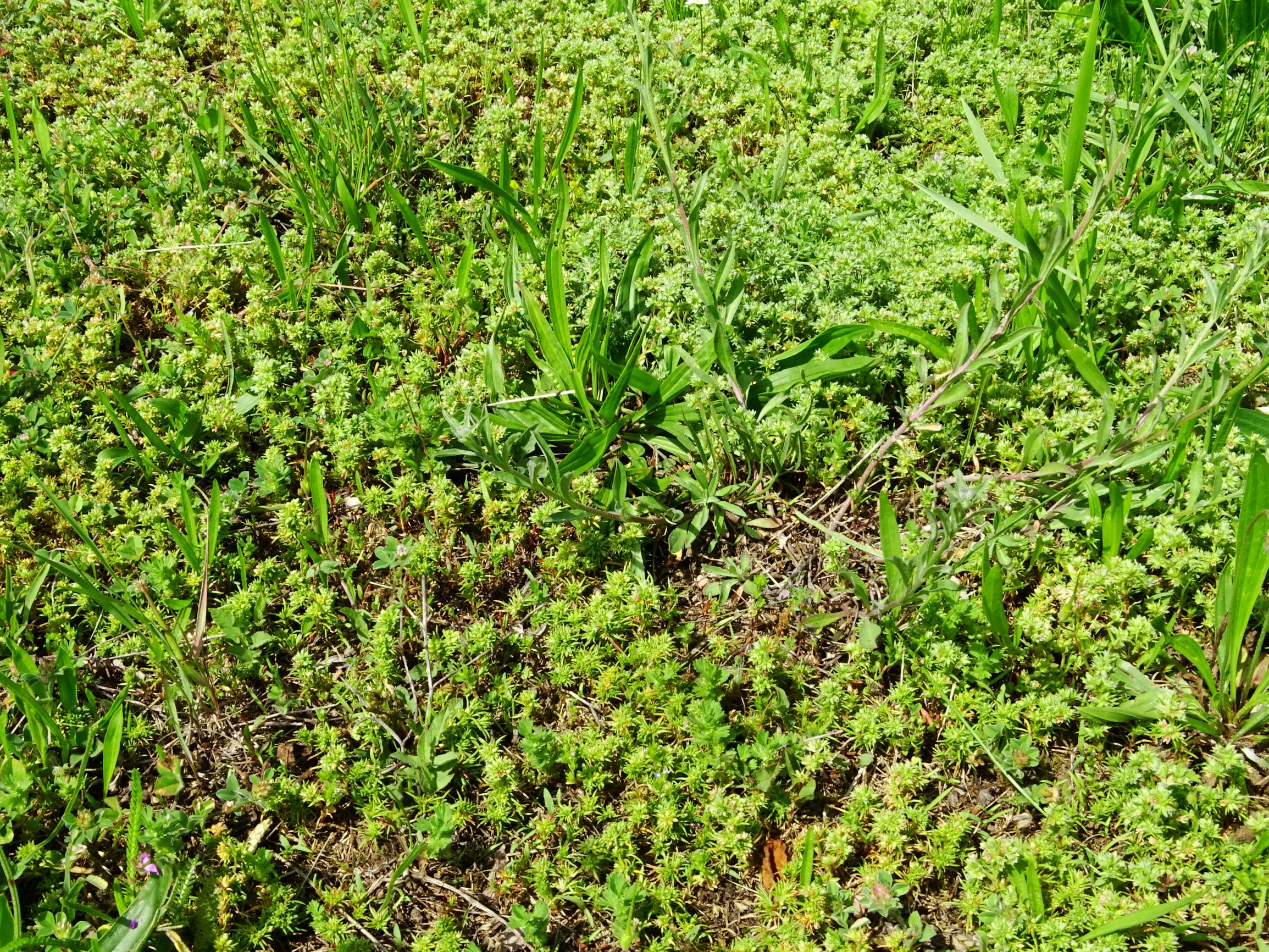 DSC02686 prell scleranthus verticillatus, scleranthus annuus, trifolium striatum etc..JPG