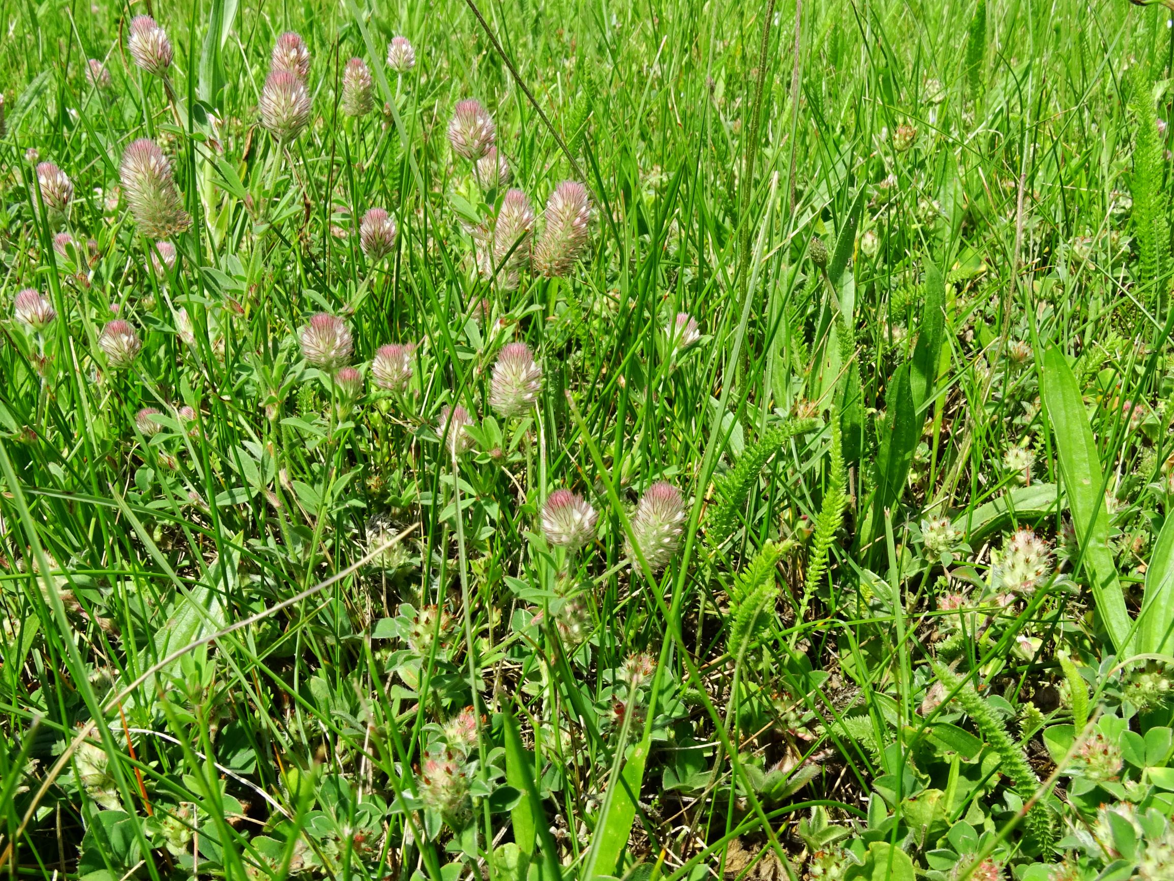 DSC02716 prell trifolium arvense, trifolium striatum etc..JPG