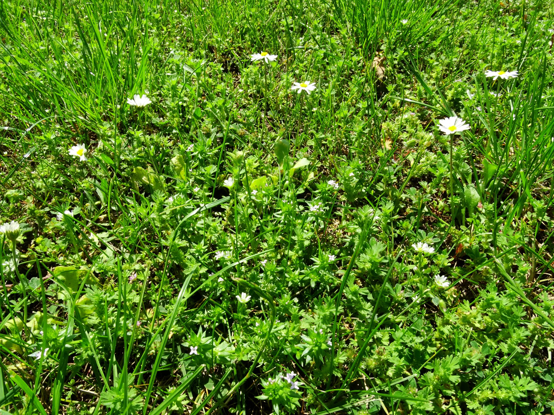 DSC02741 prell sherardia arvensis, aphanes arvensis, bellis perennis, trifolium striatum etc..JPG