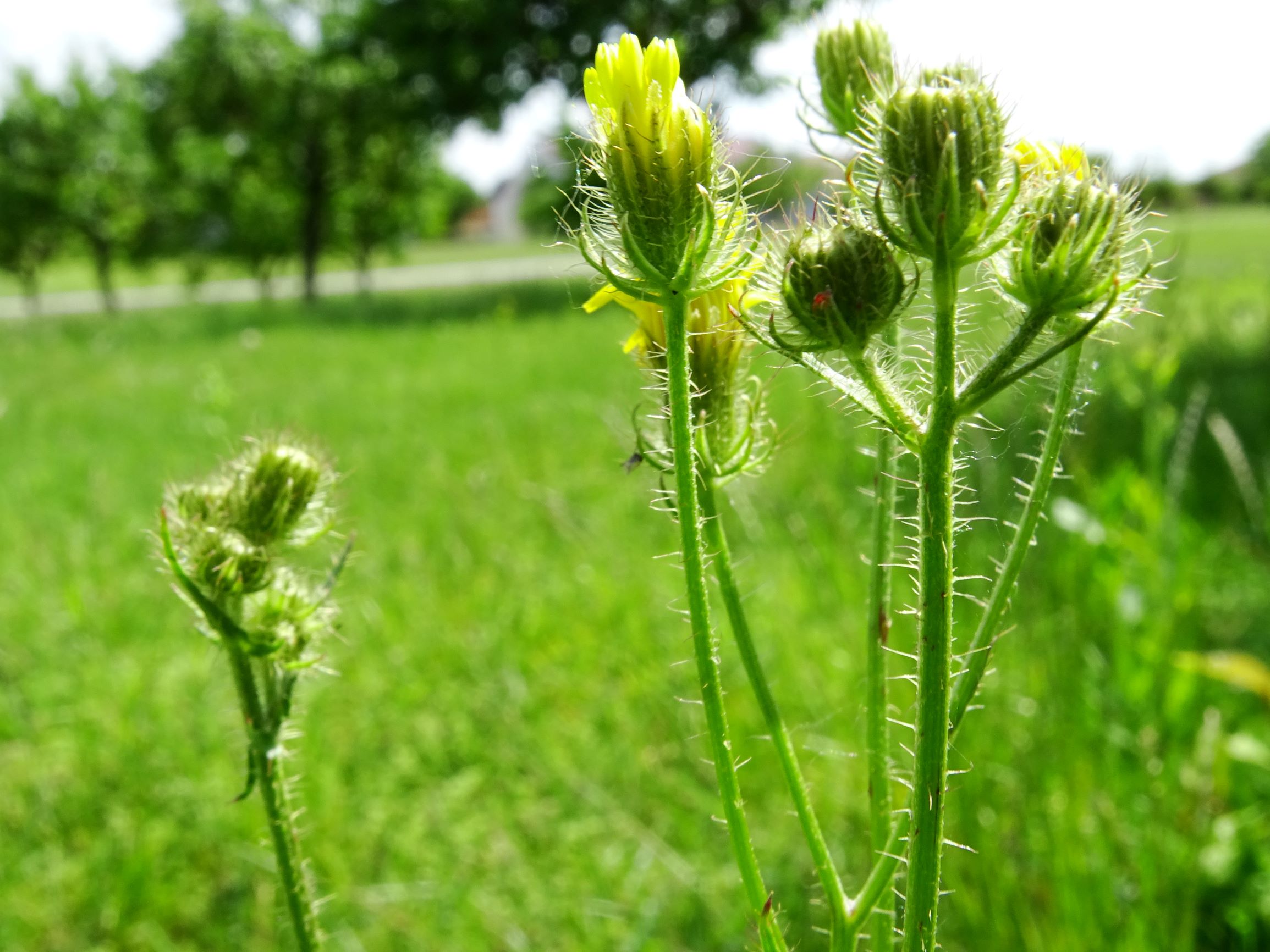 DSC02759 prell crepis setosa.JPG