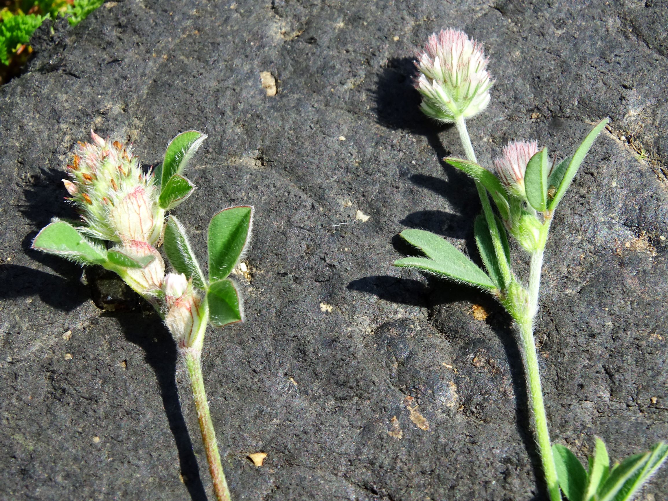 DSC02777 prell trifolium striatum, trifolium arvense.JPG