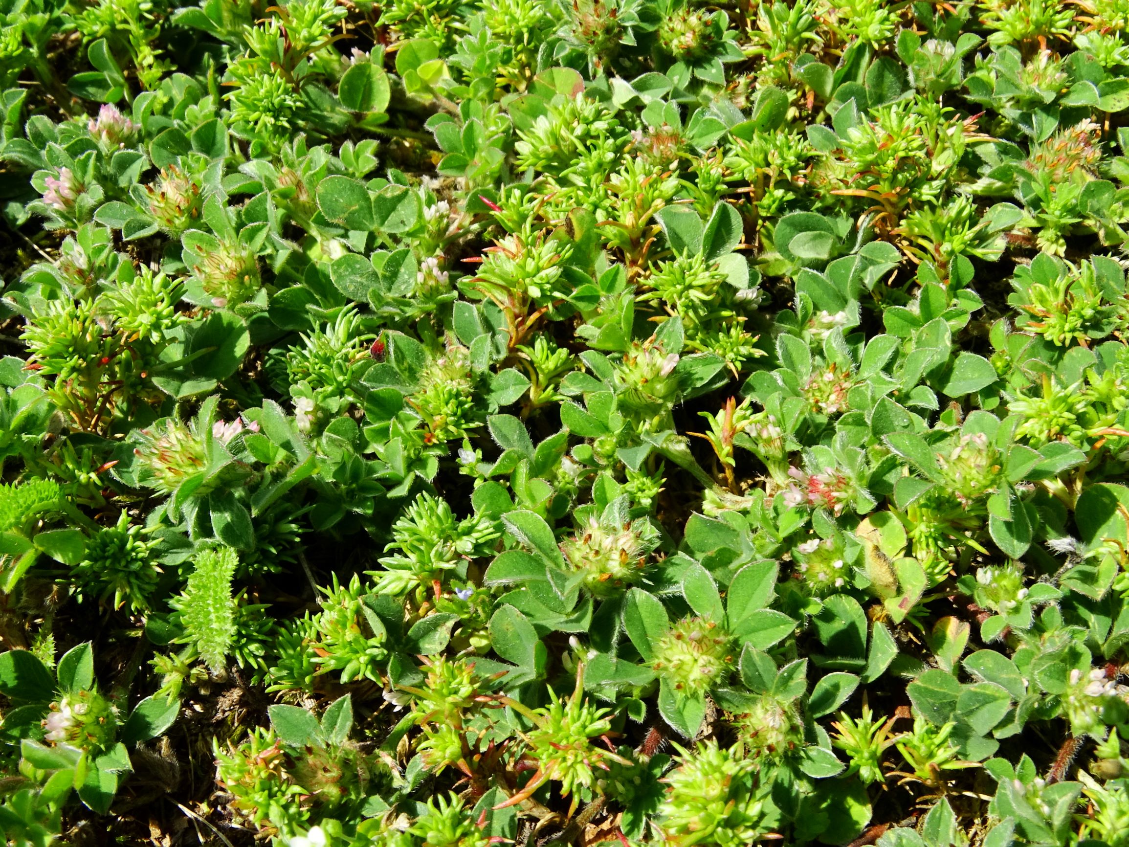 DSC02779 prell scleranthus verticillatus, trifolium striatum etc..JPG