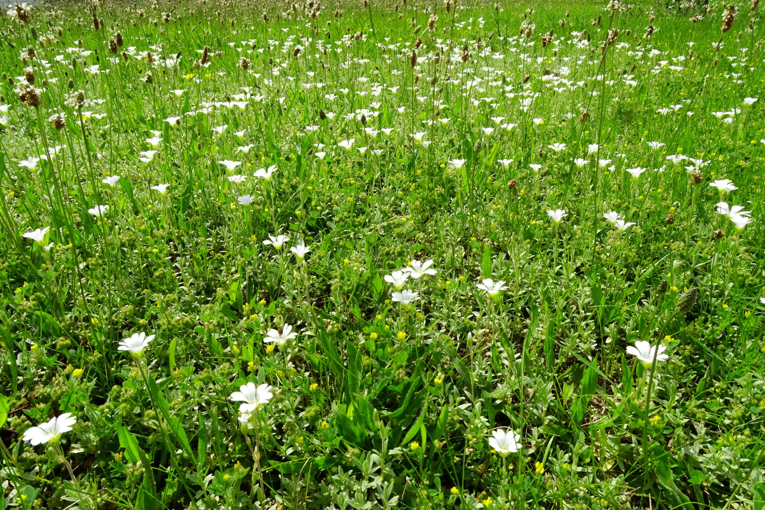 DSC02808 prell cerastium a. arvense, medicago minima etc..JPG