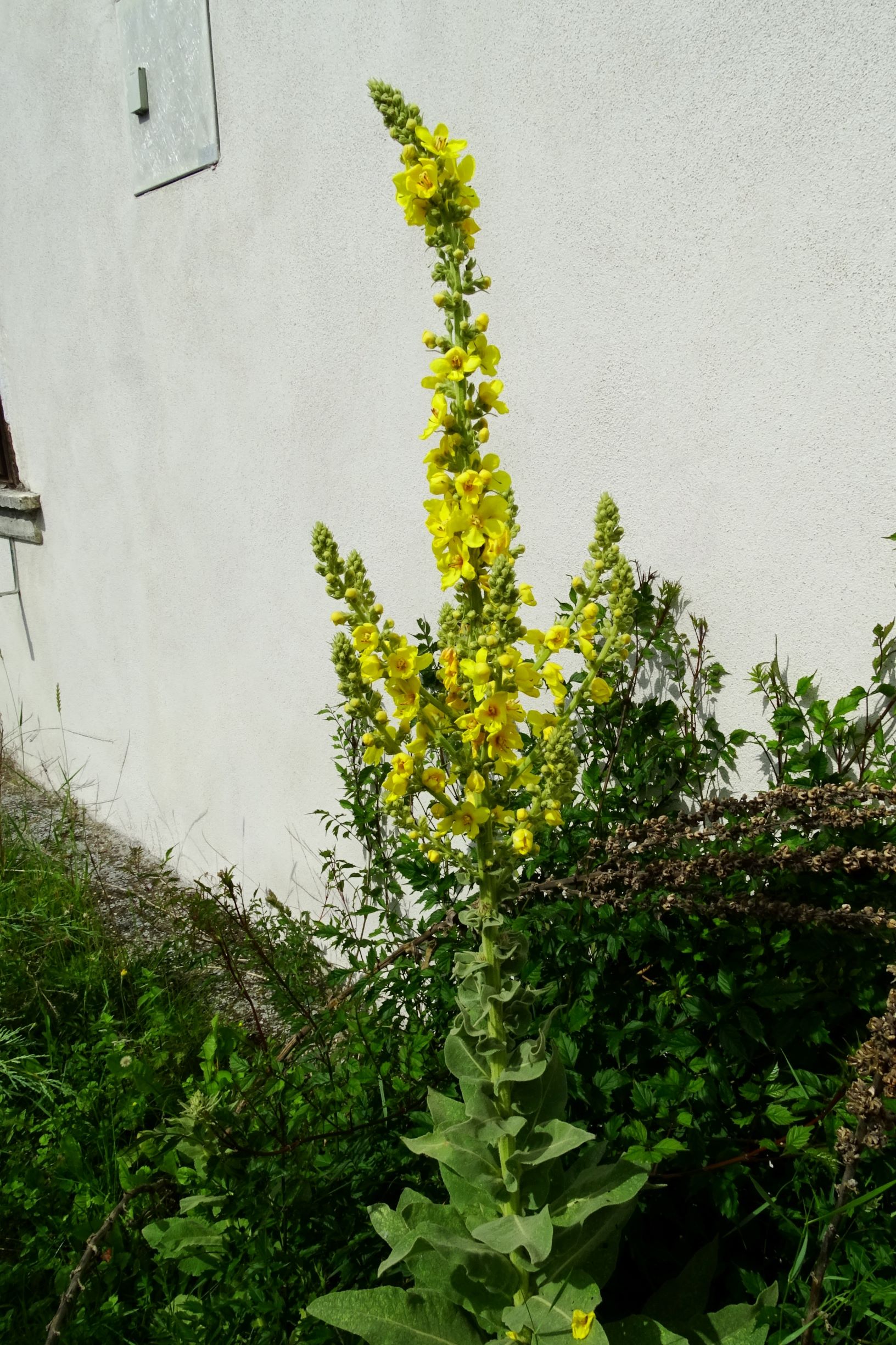 DSC02851 prell verbascum phlomoides x speciosum.JPG