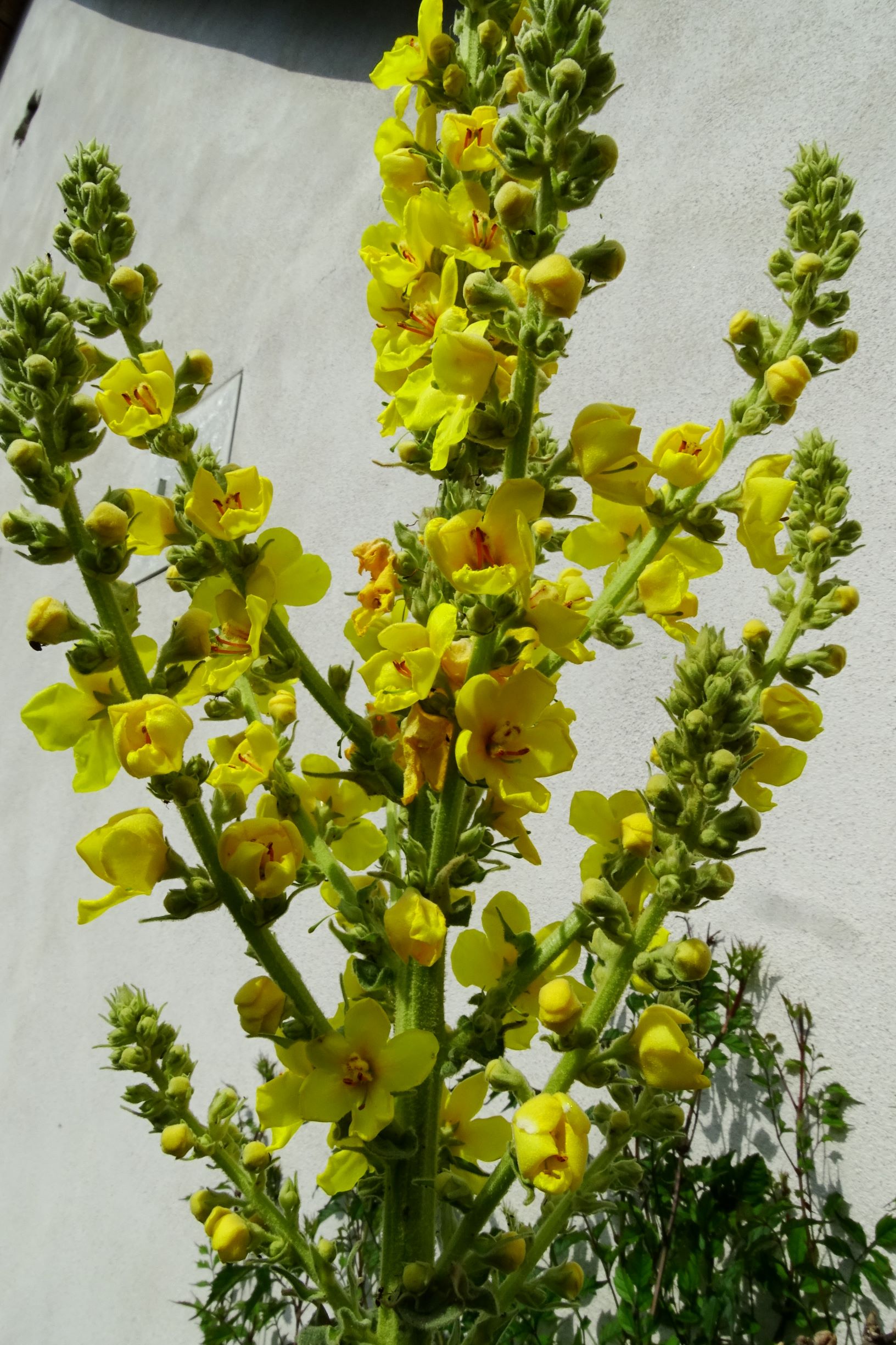 DSC02856 prell verbascum phlomoides x speciosum.JPG