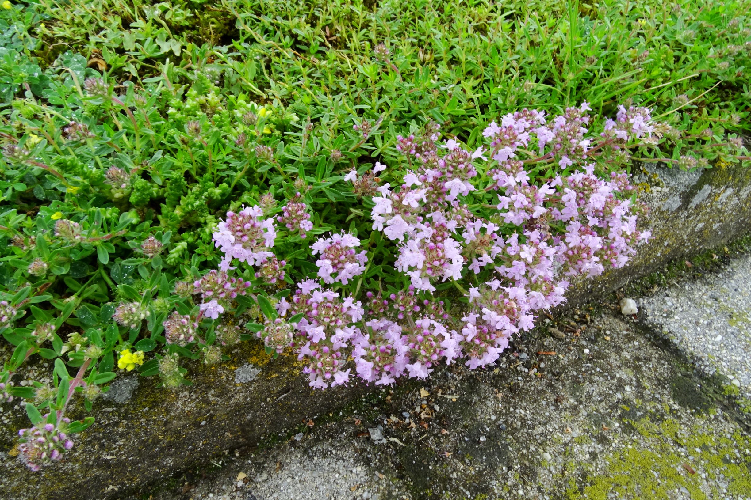 DSC02947 prell thymus kosteleckyanus, sedum acre.JPG