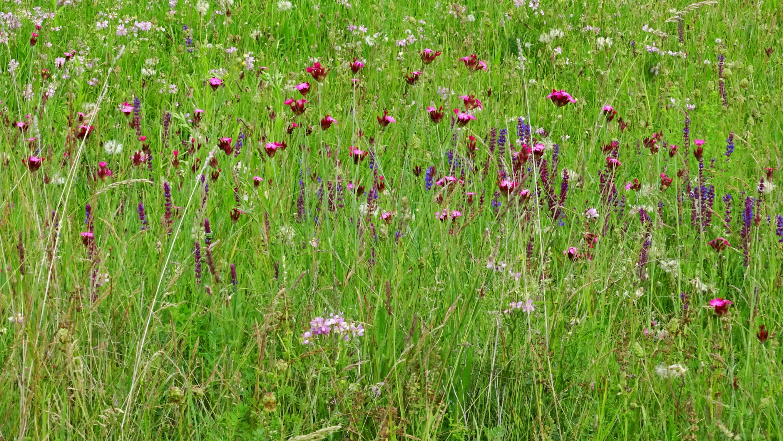 DSC02965 prell dianthus giganteus, salvia nemorosa, securigera veria etc..JPG