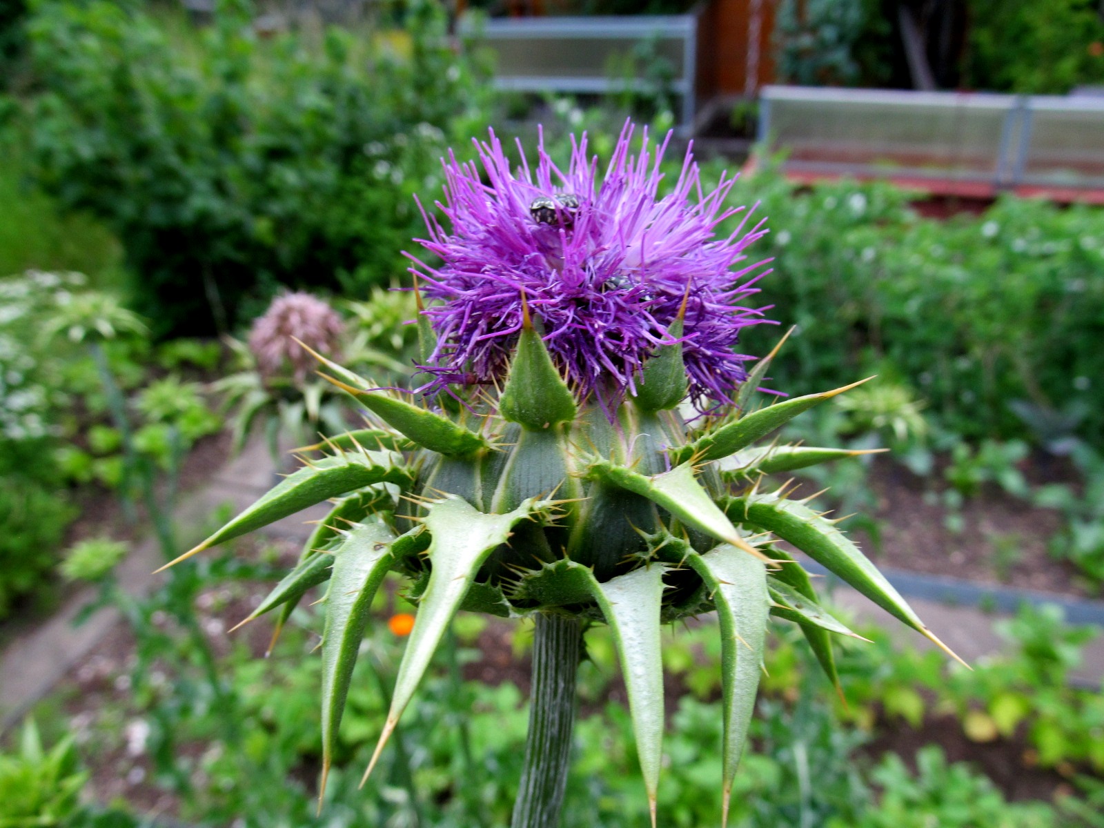 IMG_9534 Mariendistel (Silybum marianum)1,60 m.JPG