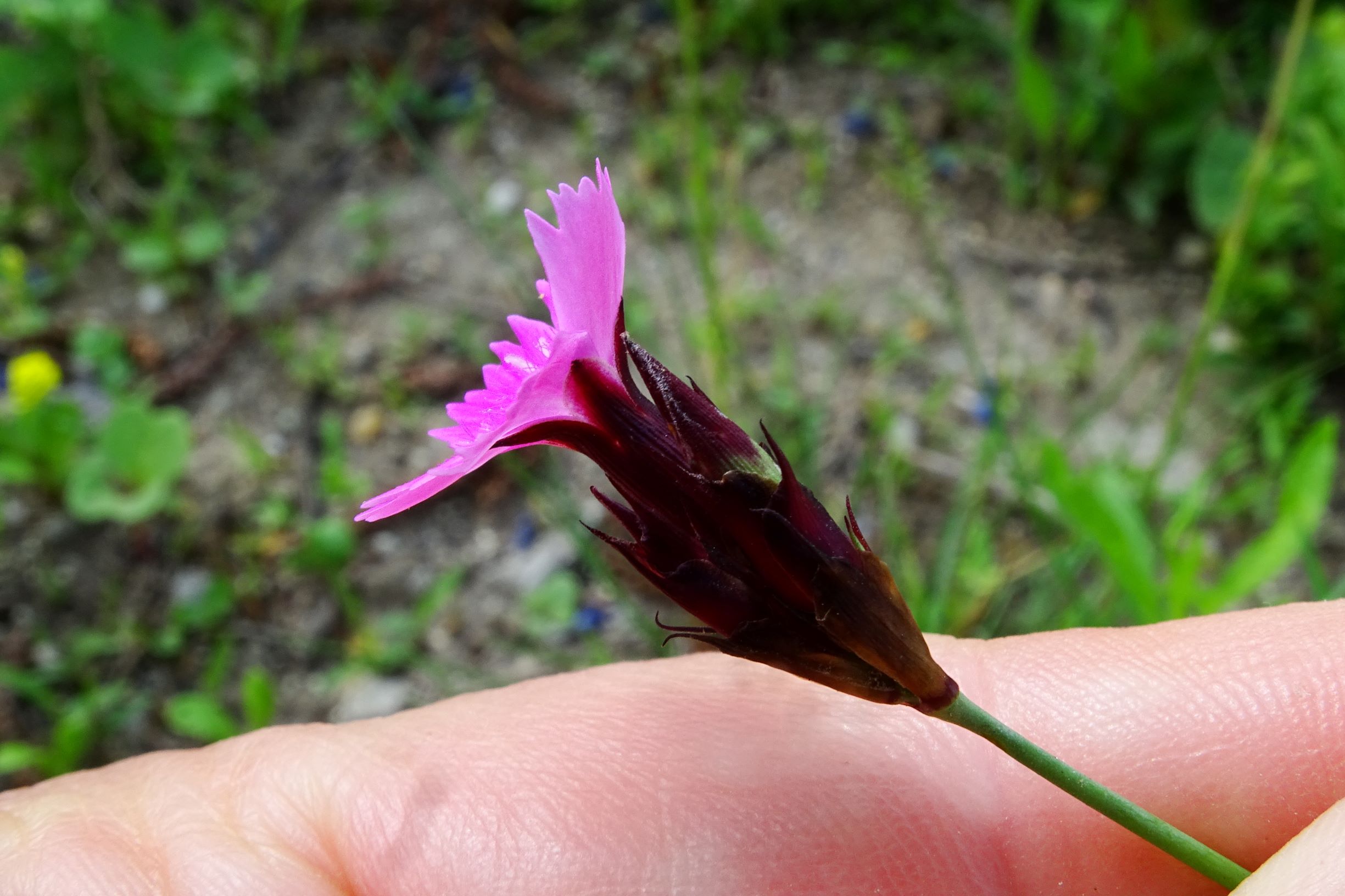 DSC01407 bb angesalbt dianthus carthusianorum.JPG