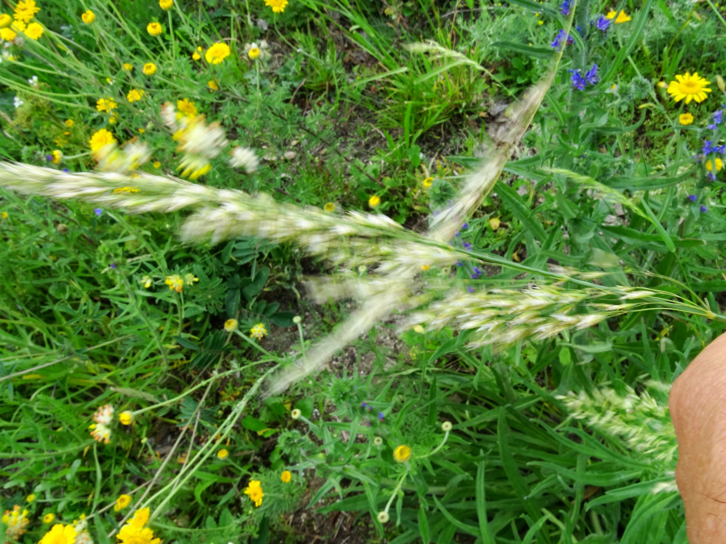 DSC01440 bb angesalbt trisetum flavescens.JPG