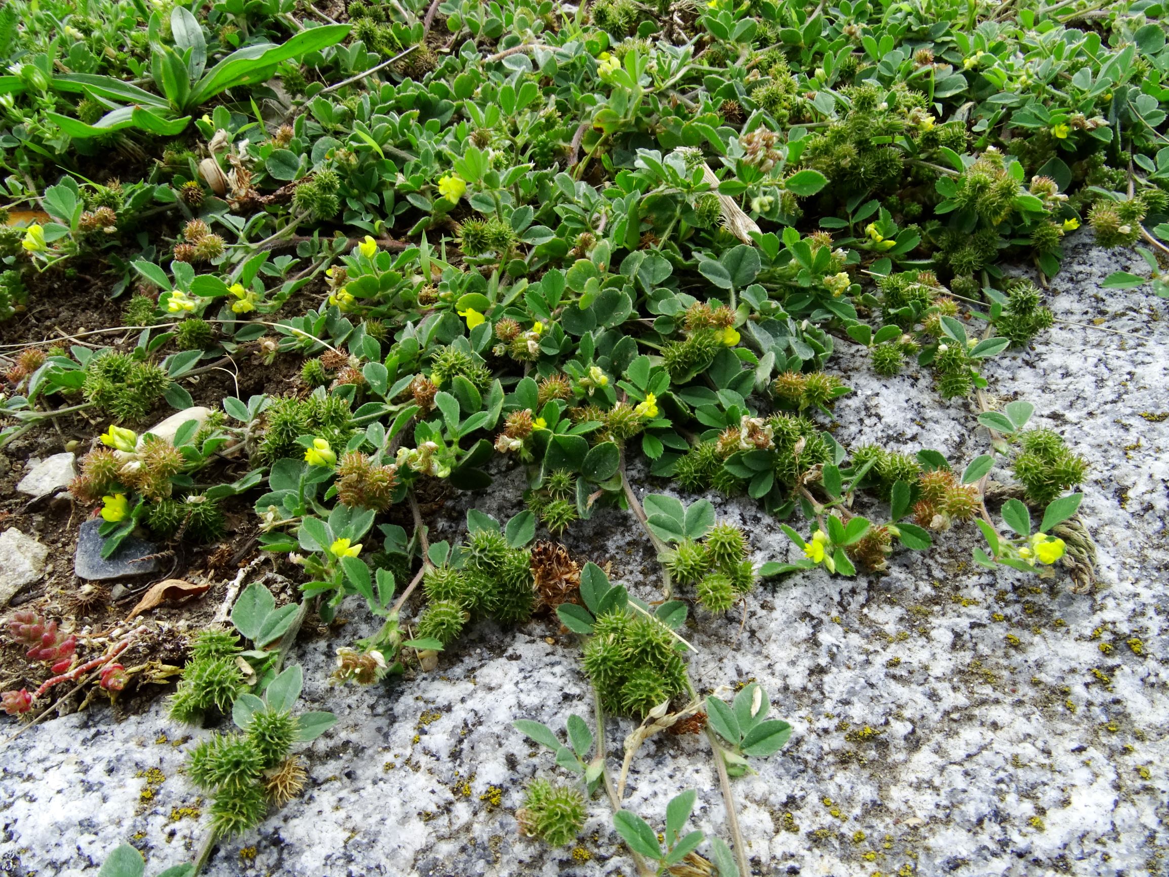 DSC01486 bb medicago minima, sedum acre.JPG