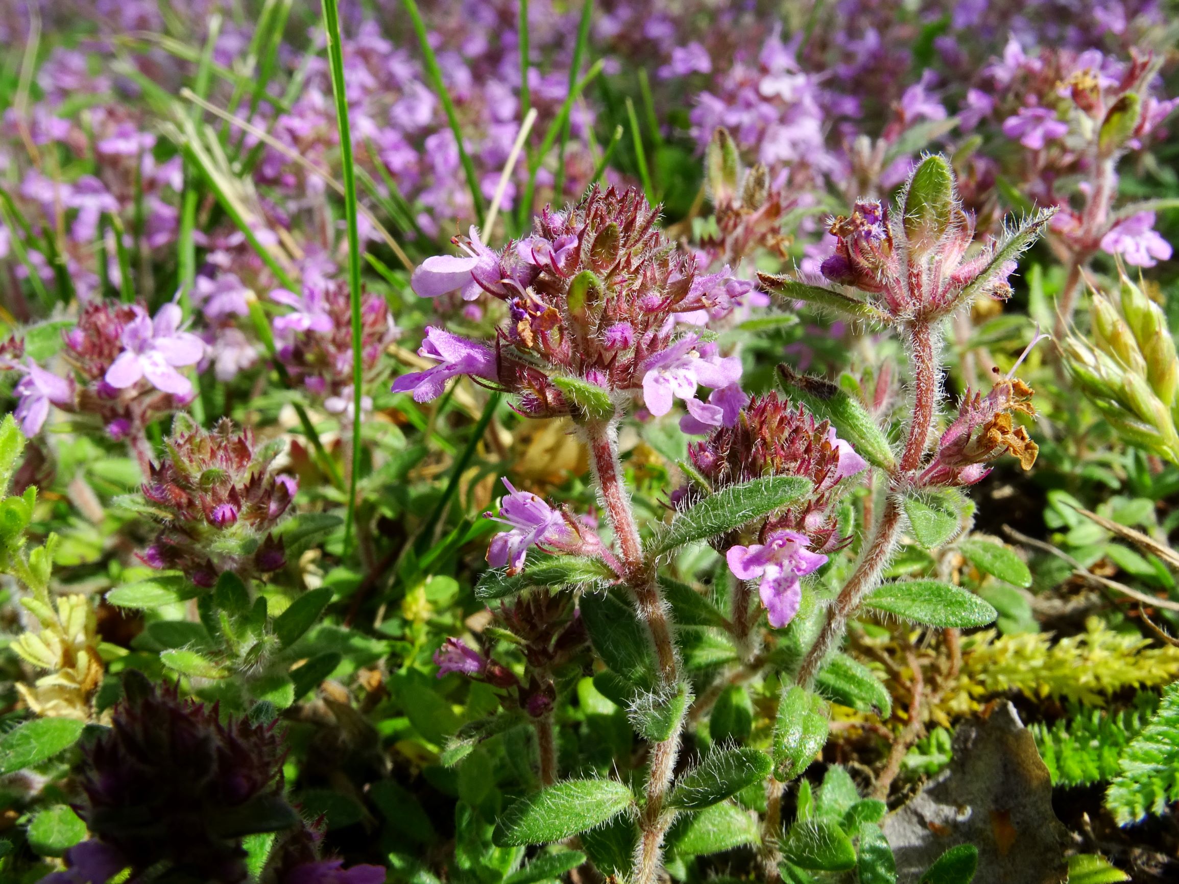 DSC01549 bb thymus pannonicus agg..JPG