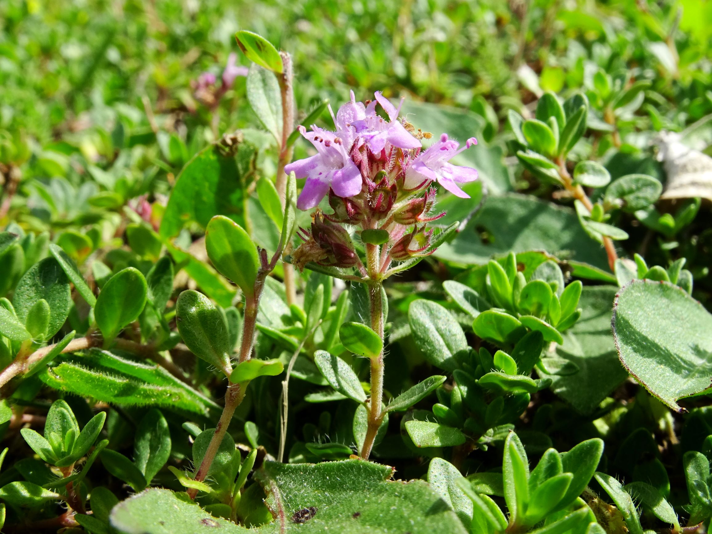 DSC01570 bb thymus cf. praecox.JPG