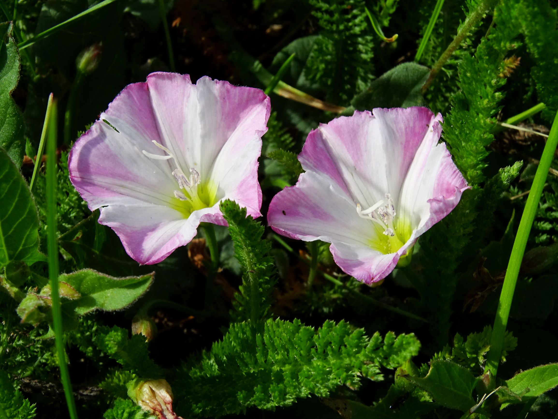 DSC01596 bb convolvulus arvensis.JPG