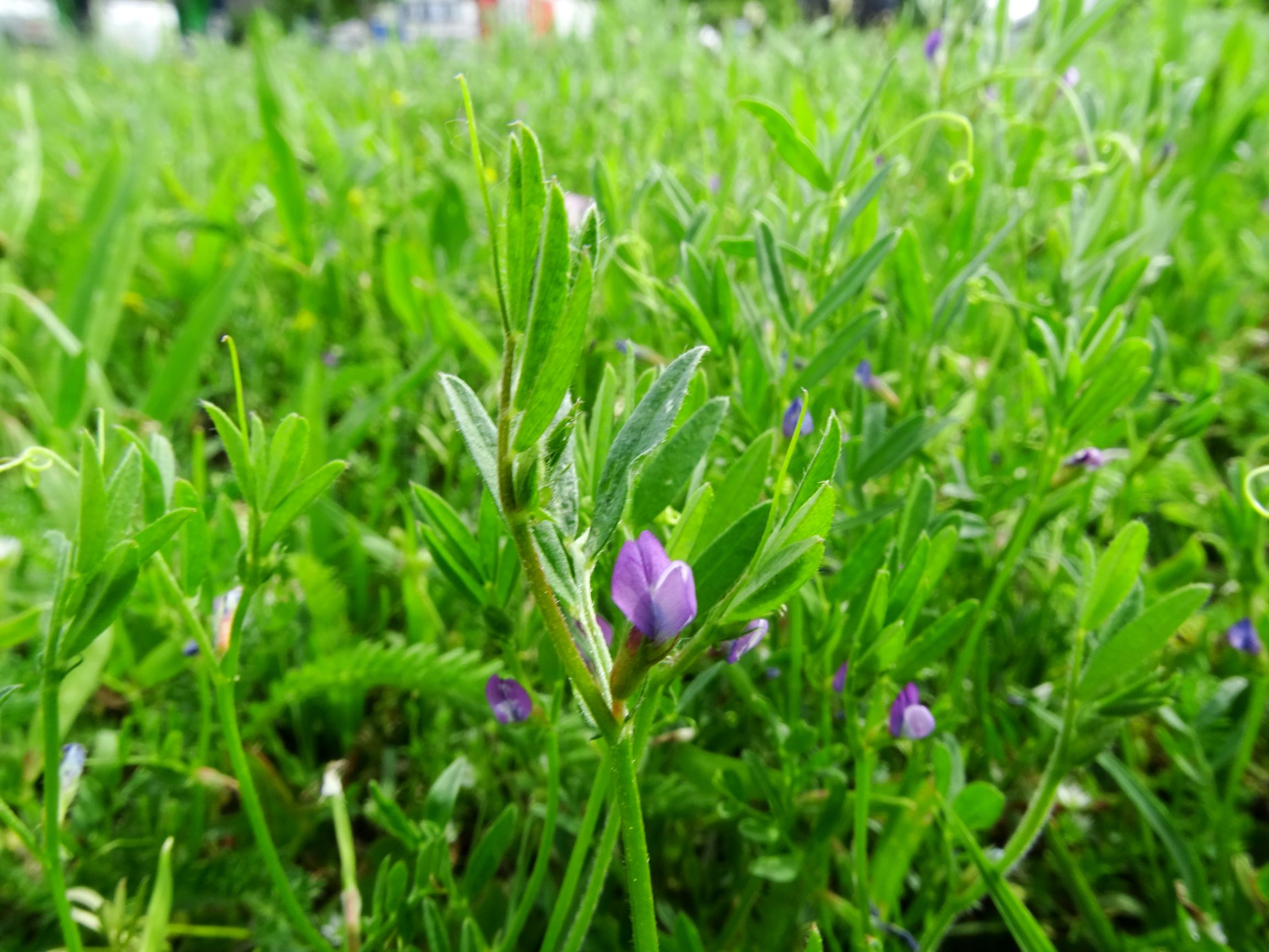 DSC01614 bb vicia lathyroides rankenreich.JPG