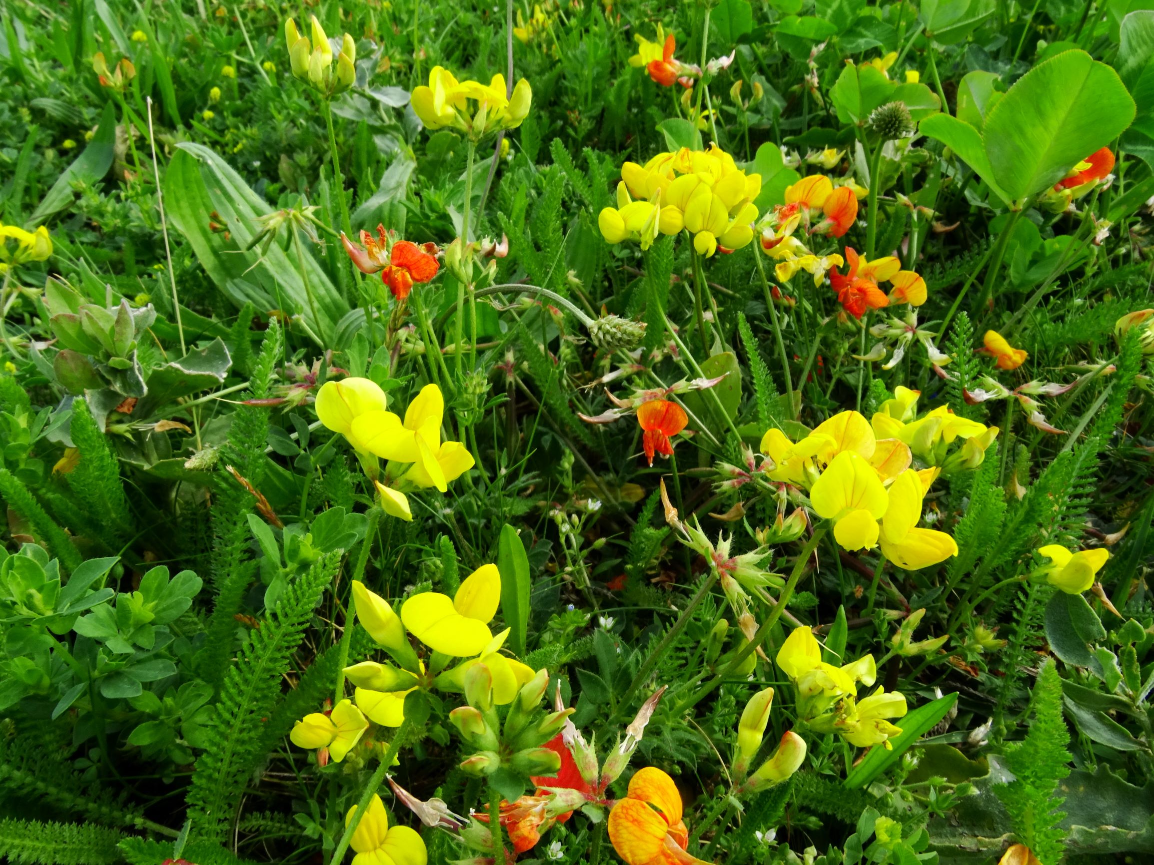 DSC01618 bb lotus corniculatus s.str..JPG