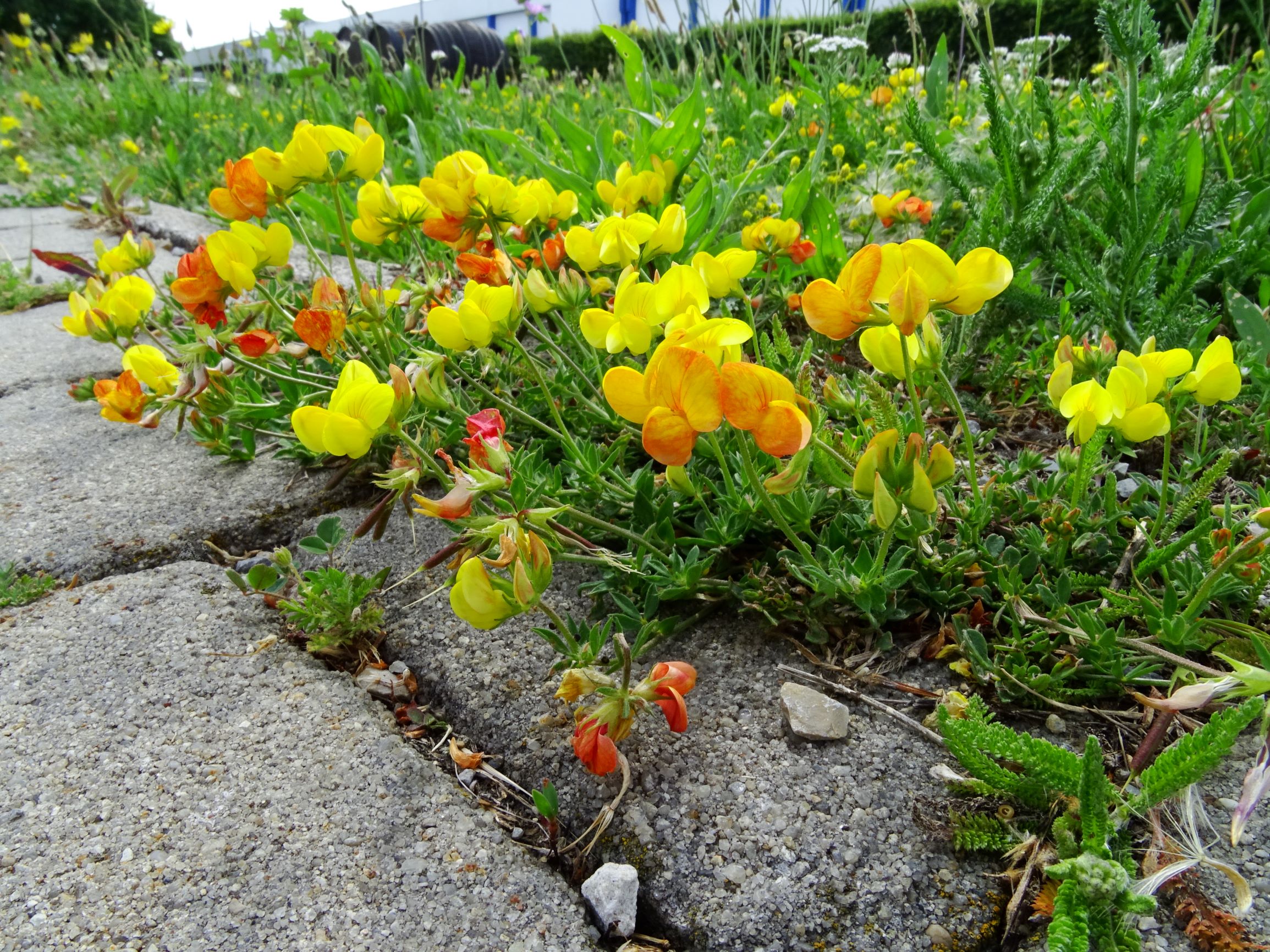 DSC01626 bb lotus corniculatus s.str..JPG