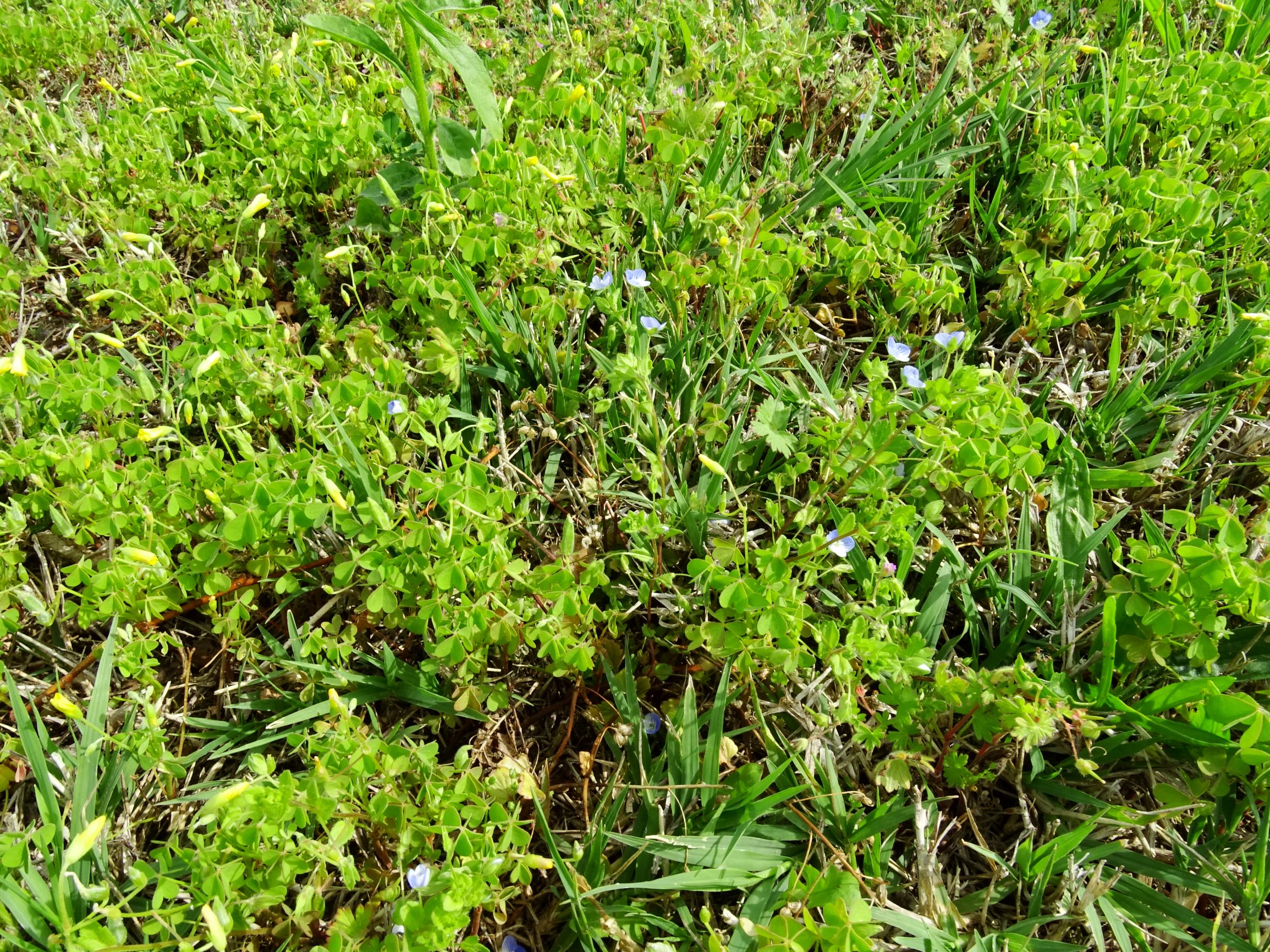 DSC01643 bb oxalis dillenii, veronica persica, geranium pusillum , cf cynodon dactylon.JPG