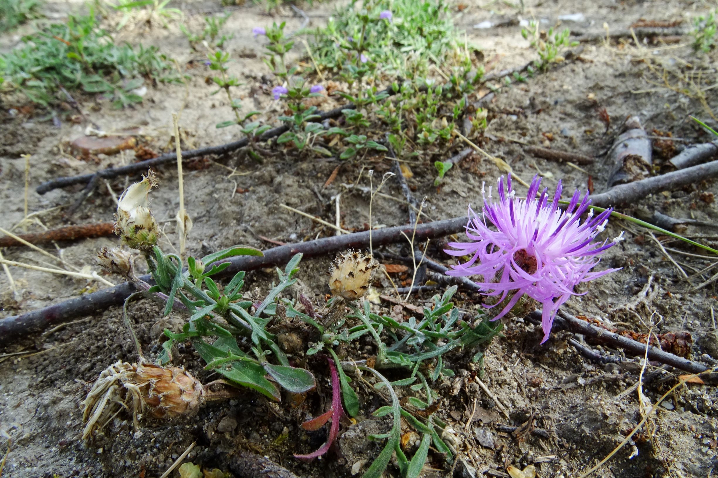 DSC01391 bb centaurea stoebe, clinopodium acinos.JPG