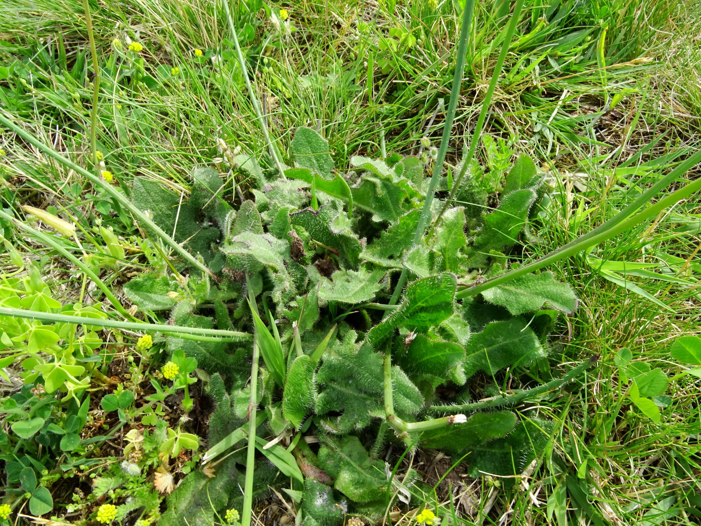 DSC01665 bb hypochaeris radicata etc..JPG