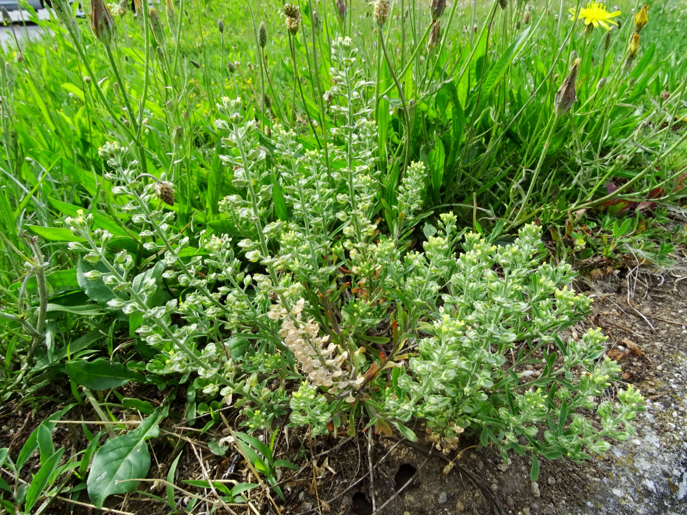 DSC01669 bb alyssum alyssoides, scorzonera cana.JPG