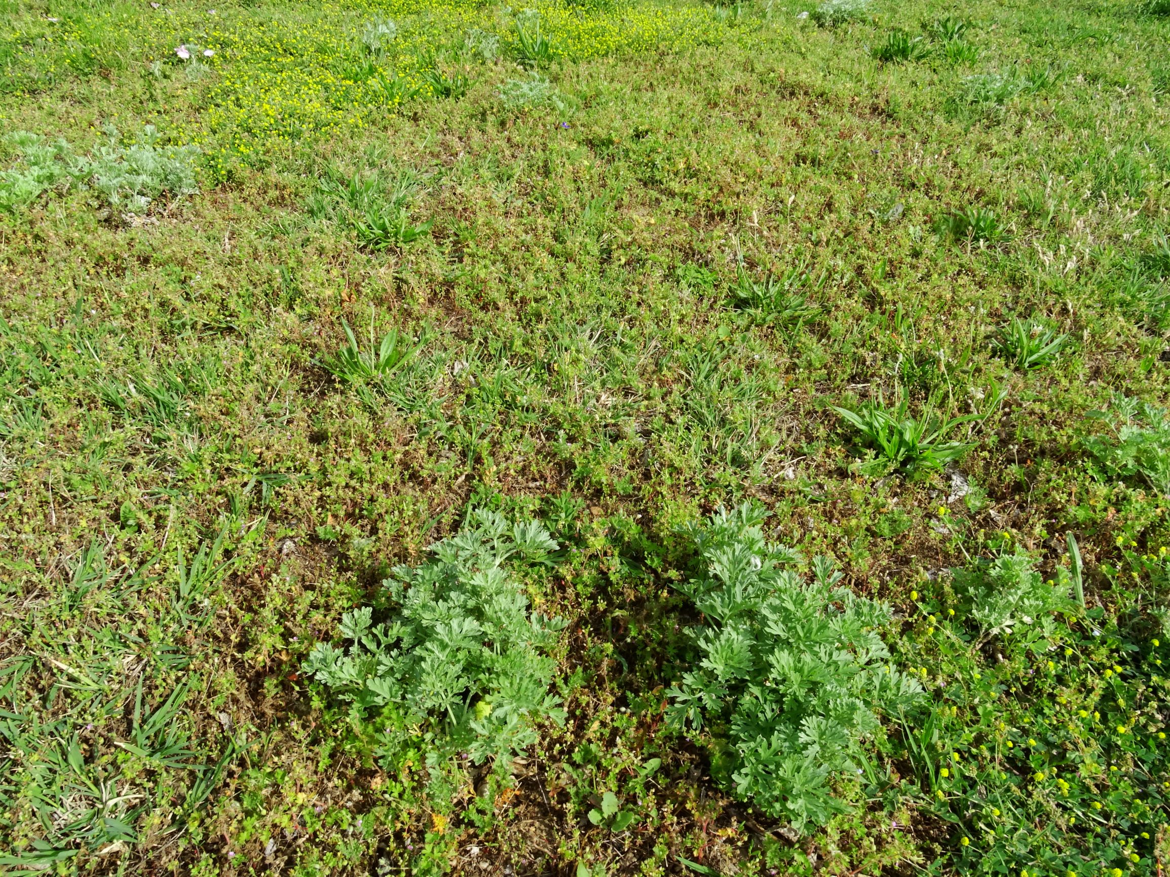 DSC01712 bb erodium cicutarium, geranium pusillum, artemisia absinthium, medicago lupulina etc..JPG