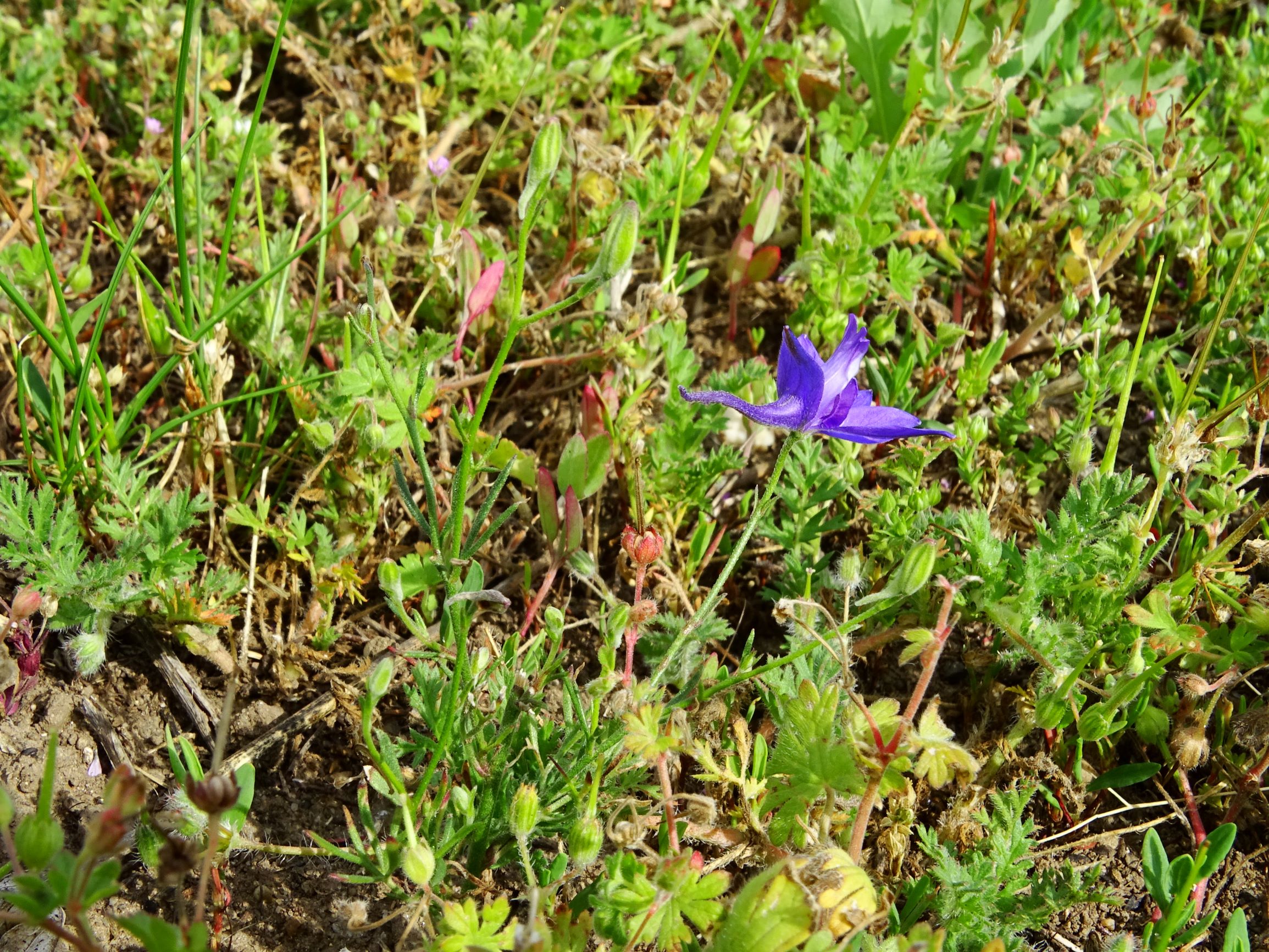 DSC01713 bb erodium cicutarium, geranium pusillum, consolida regalis.JPG