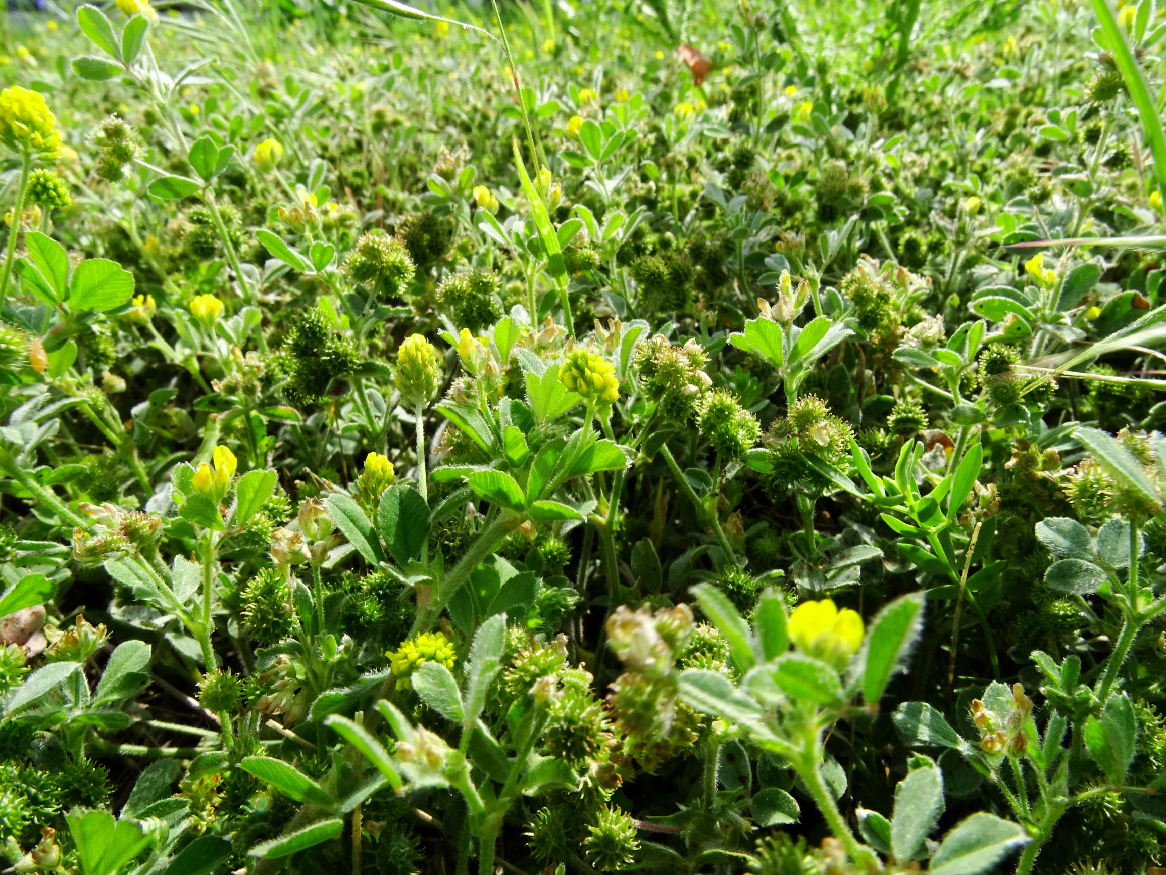 DSC01735 bb brache medicago lupulina, medicago minima.JPG