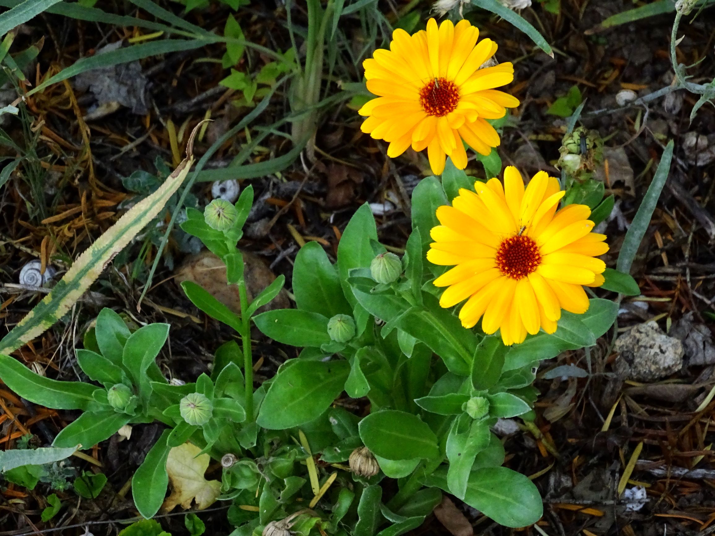 DSC01748 bb calendula officinalis.JPG