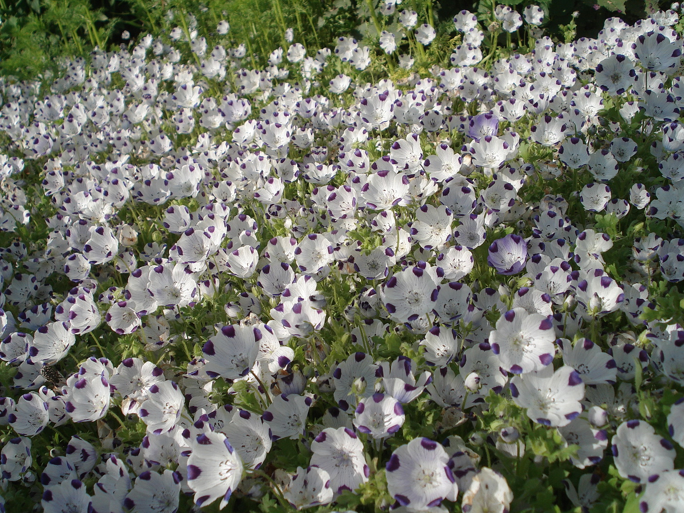 Nemophila.maculata.JPG