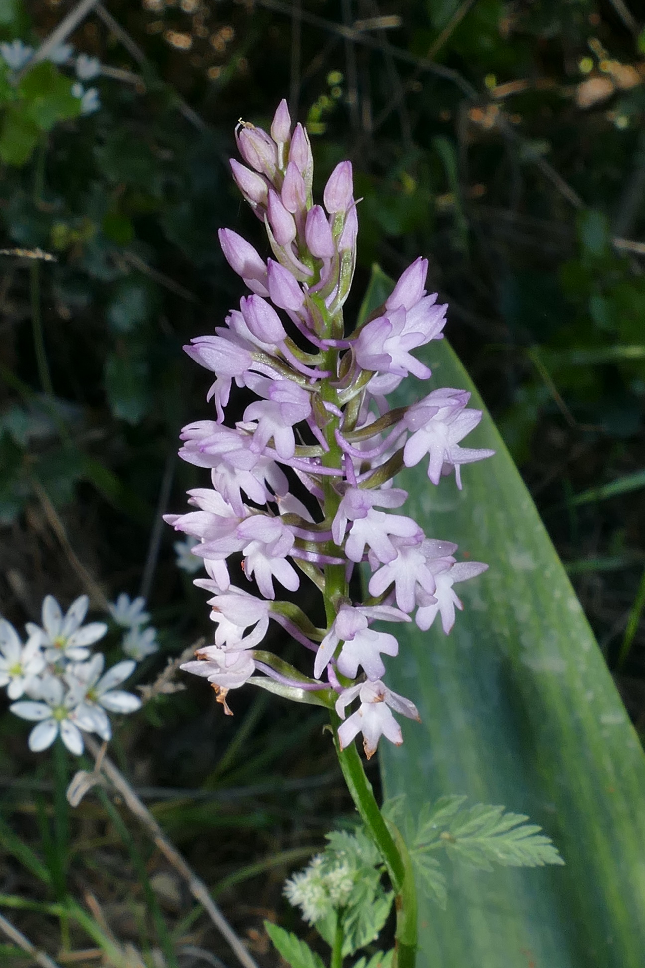 Ana.pyramidalis.ssp.cerigensis.GR-Peloponne .17.04.16.AA.JPG