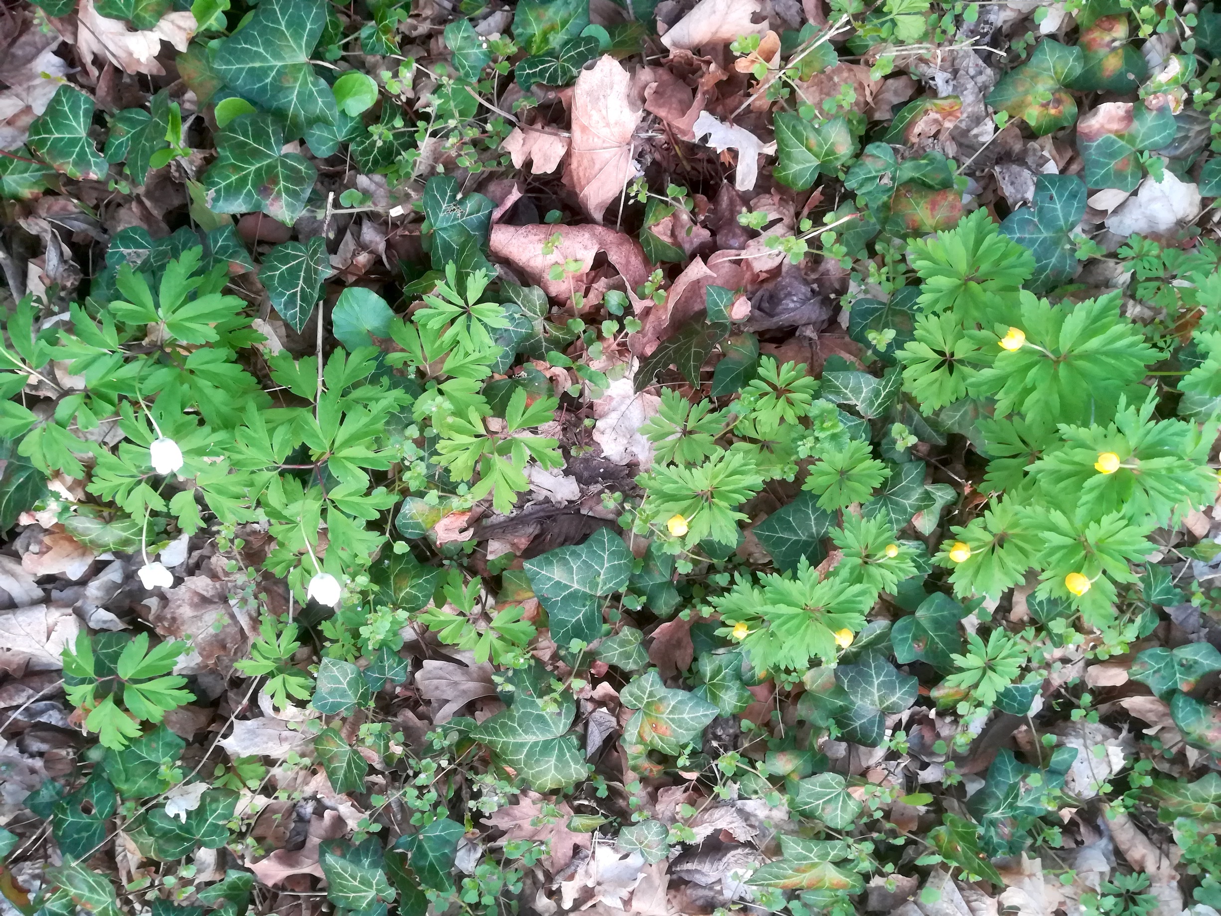 anemone nemorosa syntop mit anemone ranunculoides hirtenberg_20190405_064702.jpg