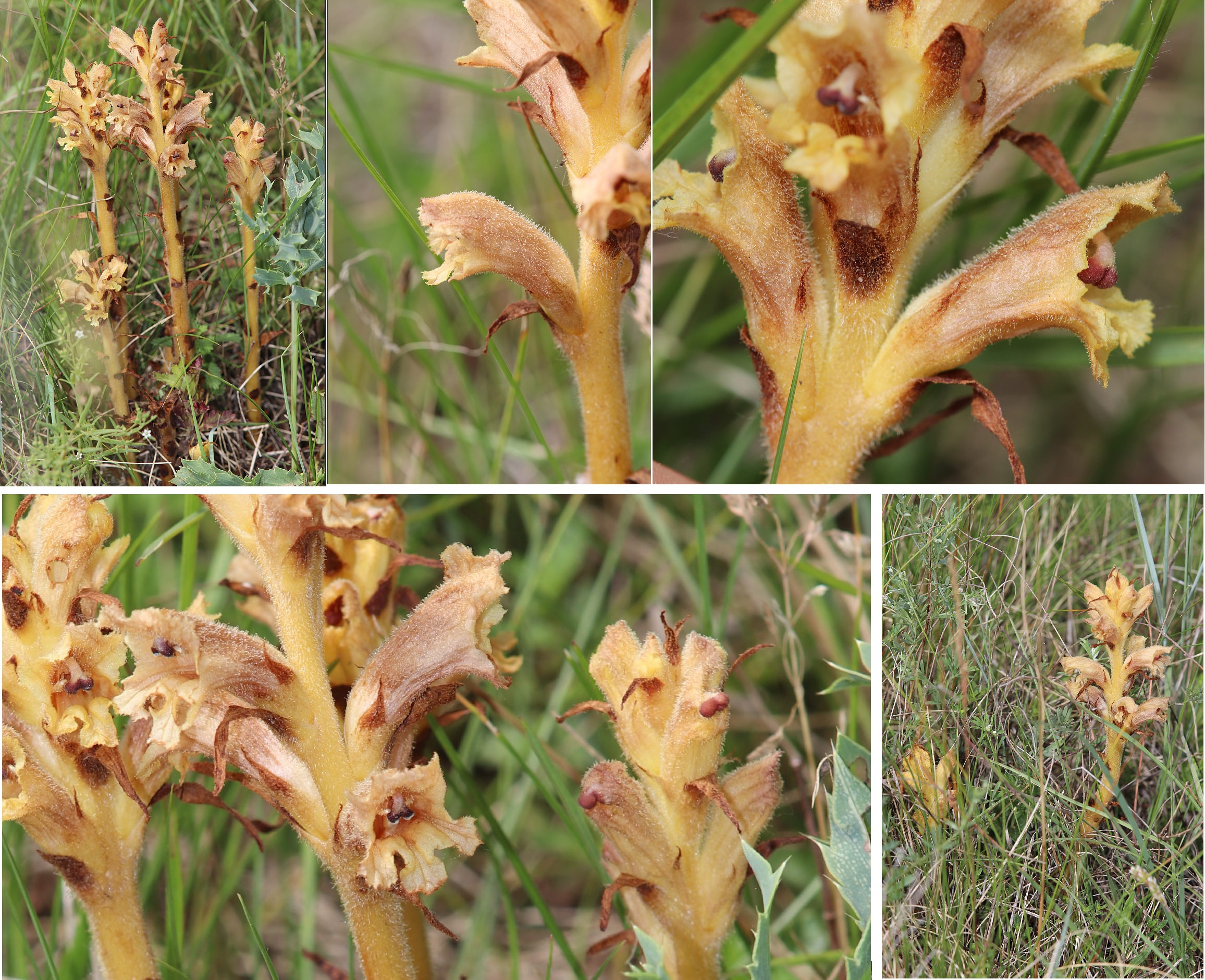 Orobanche_BlütenHabitus.jpg