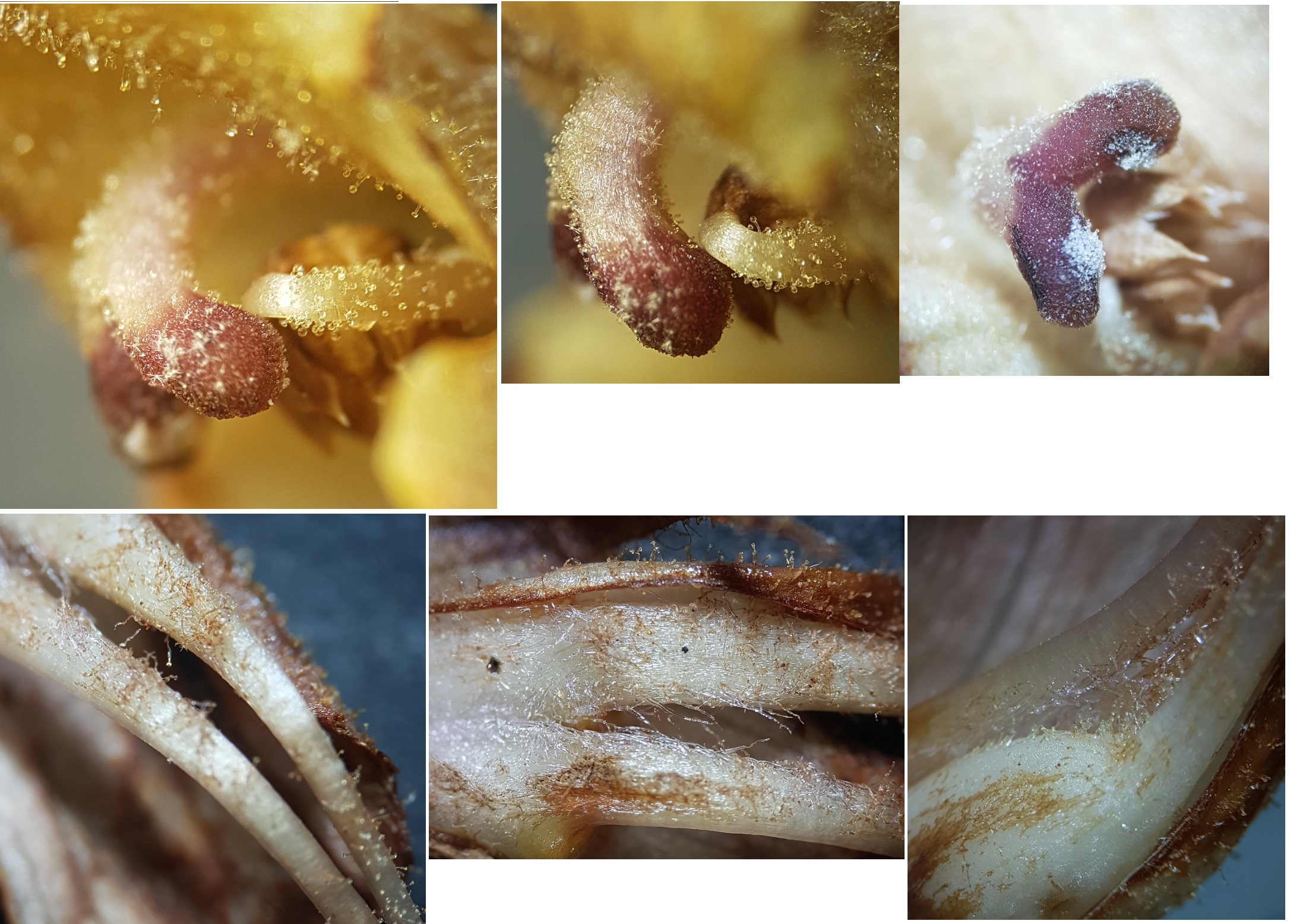 Orobanche_NarbeAntheren.jpg