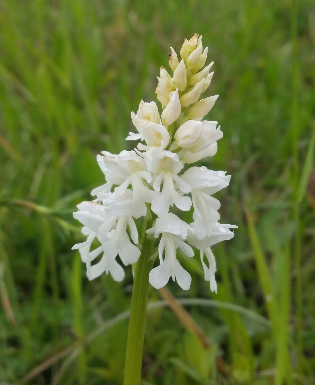 Orchis militaris.jpg