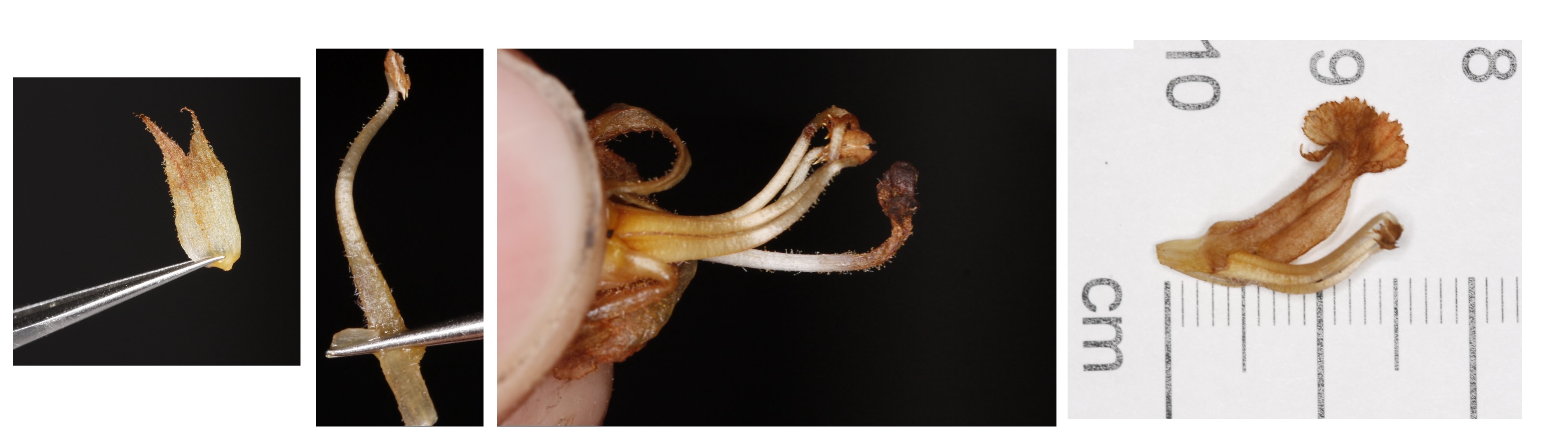 Orobanche_Karlschütt_2.jpg
